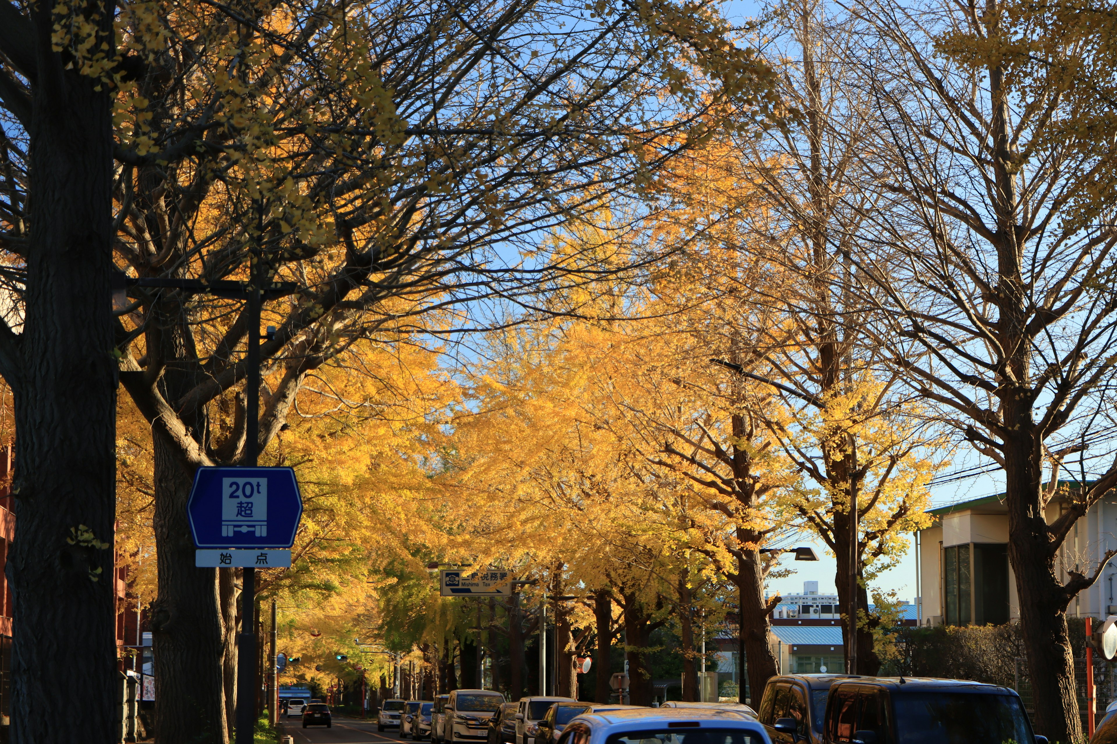 秋の街路に黄色いイチョウの木が並ぶ風景