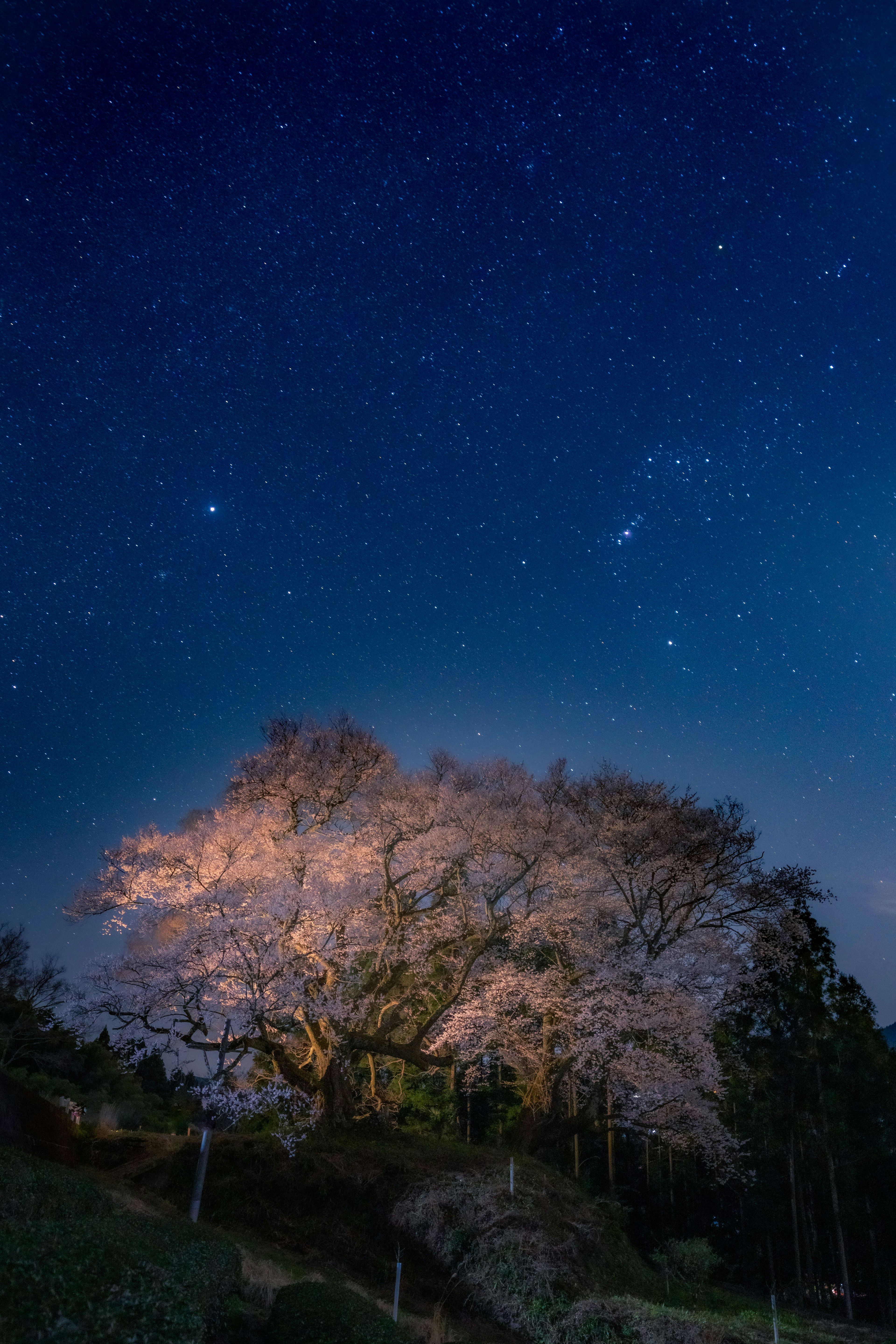 Árbol de cerezo iluminado bajo un cielo estrellado