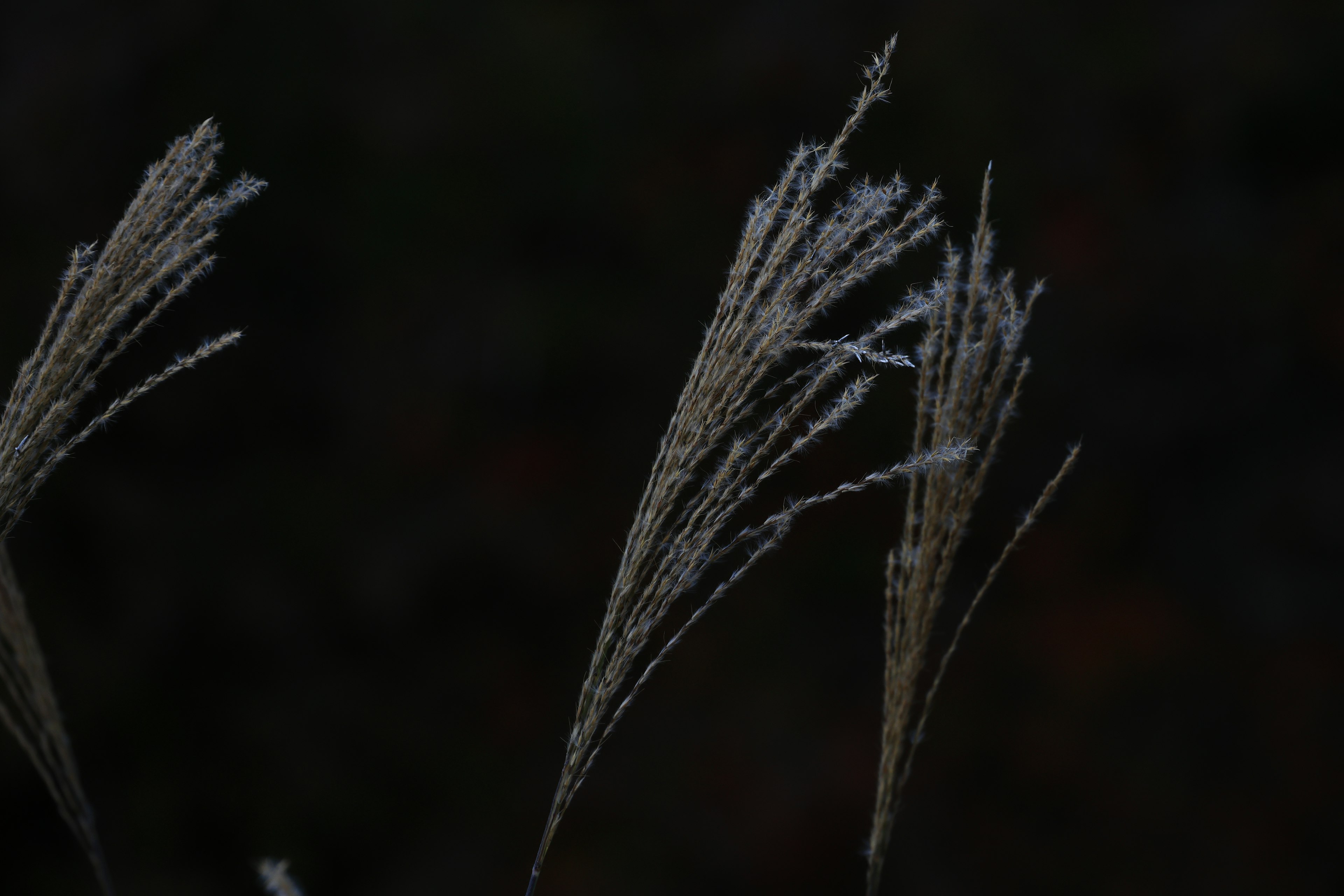 Frost-covered grass blades standing out against a dark background