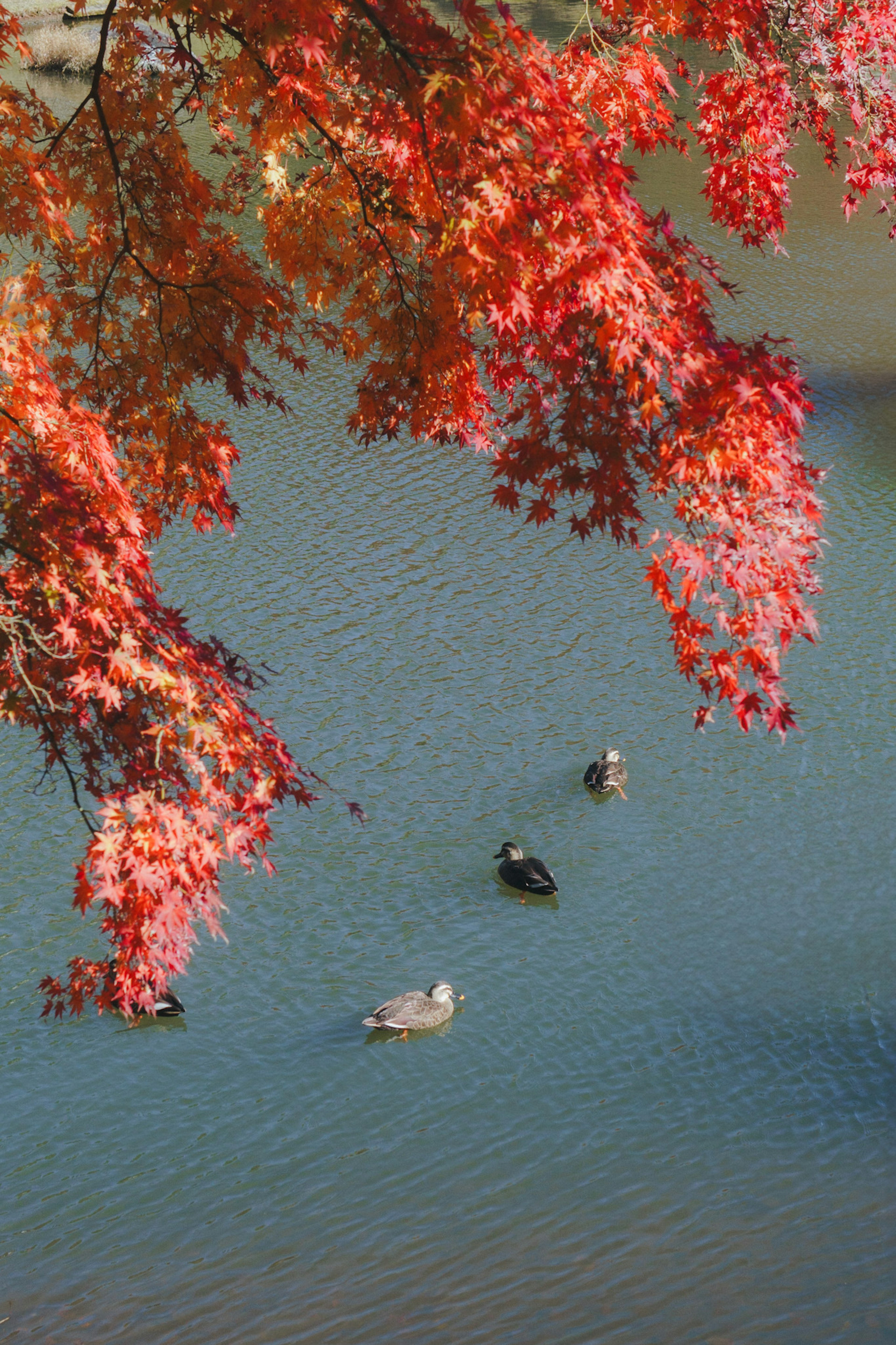 Enten schwimmen auf dem Wasser mit Herbstblättern