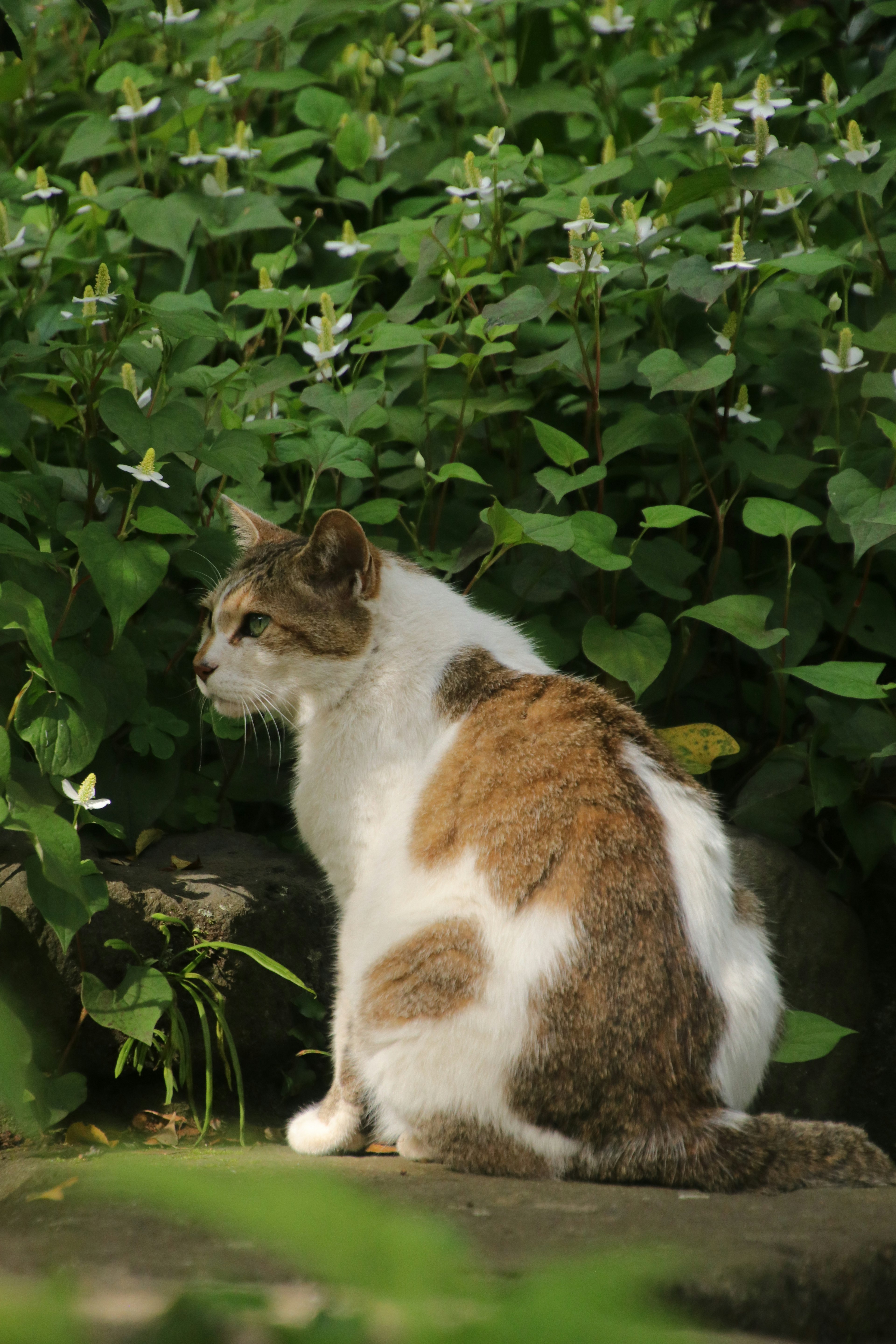 A white and brown cat sitting in front of green leaves