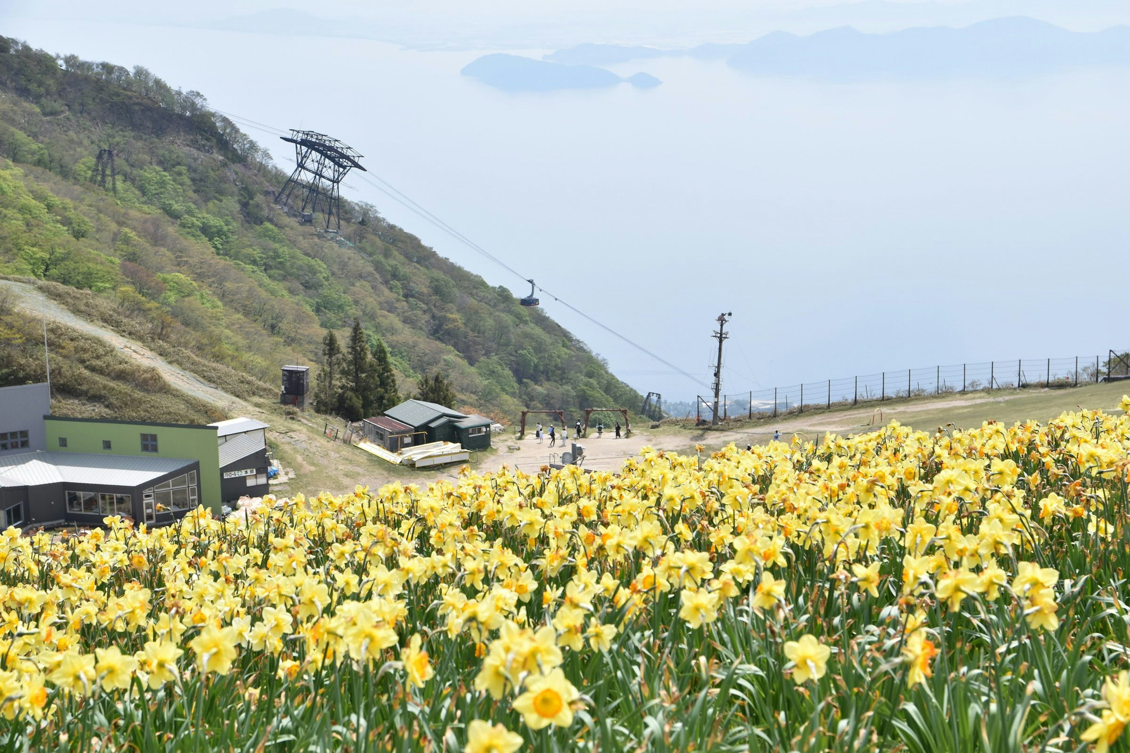 Una collina coperta di narcisi gialli in fiore con una funivia sullo sfondo