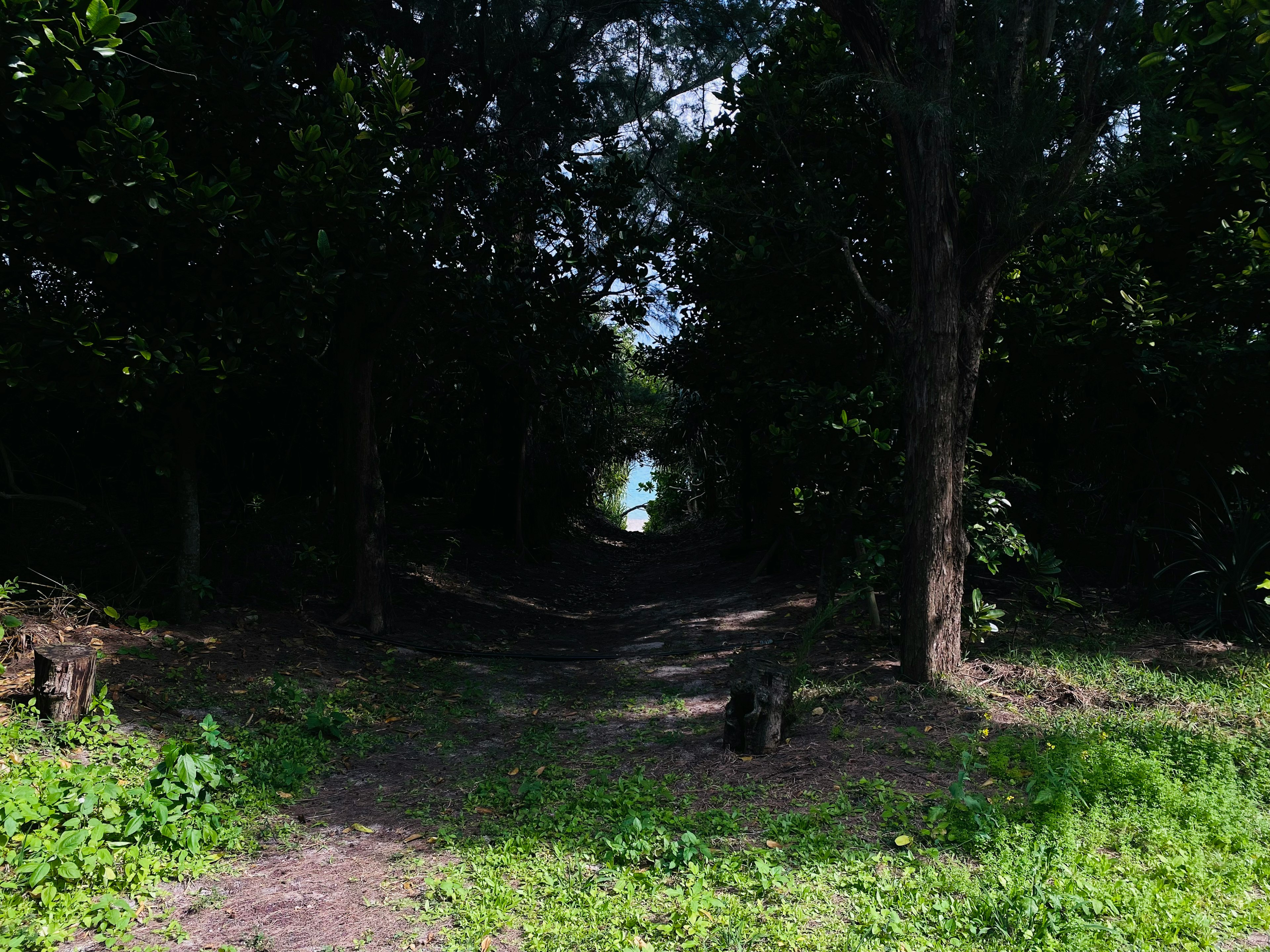 Un sendero a través de un bosque oscuro que conduce a una luz brillante