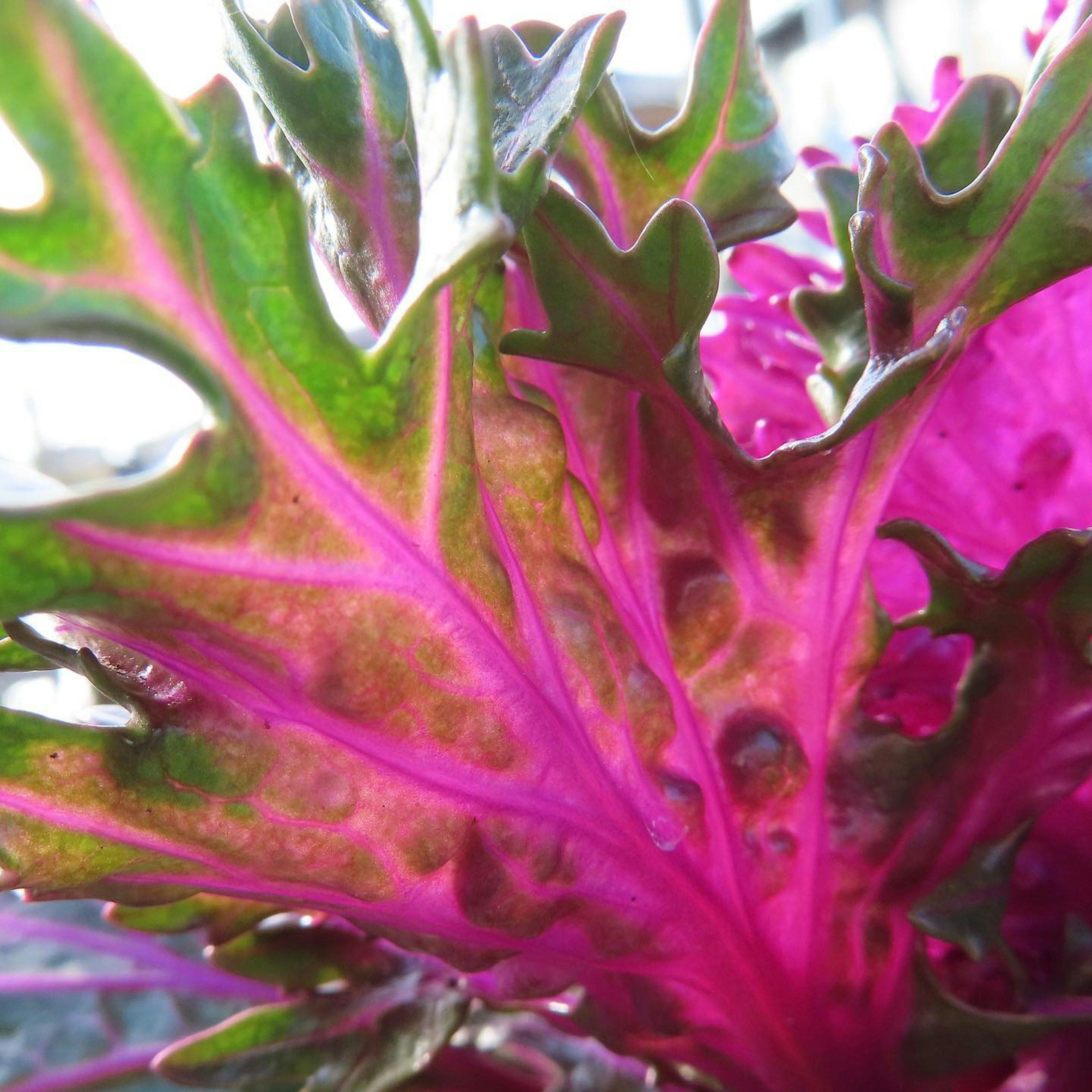 Close-up of vibrant pink and green leaf with prominent veins