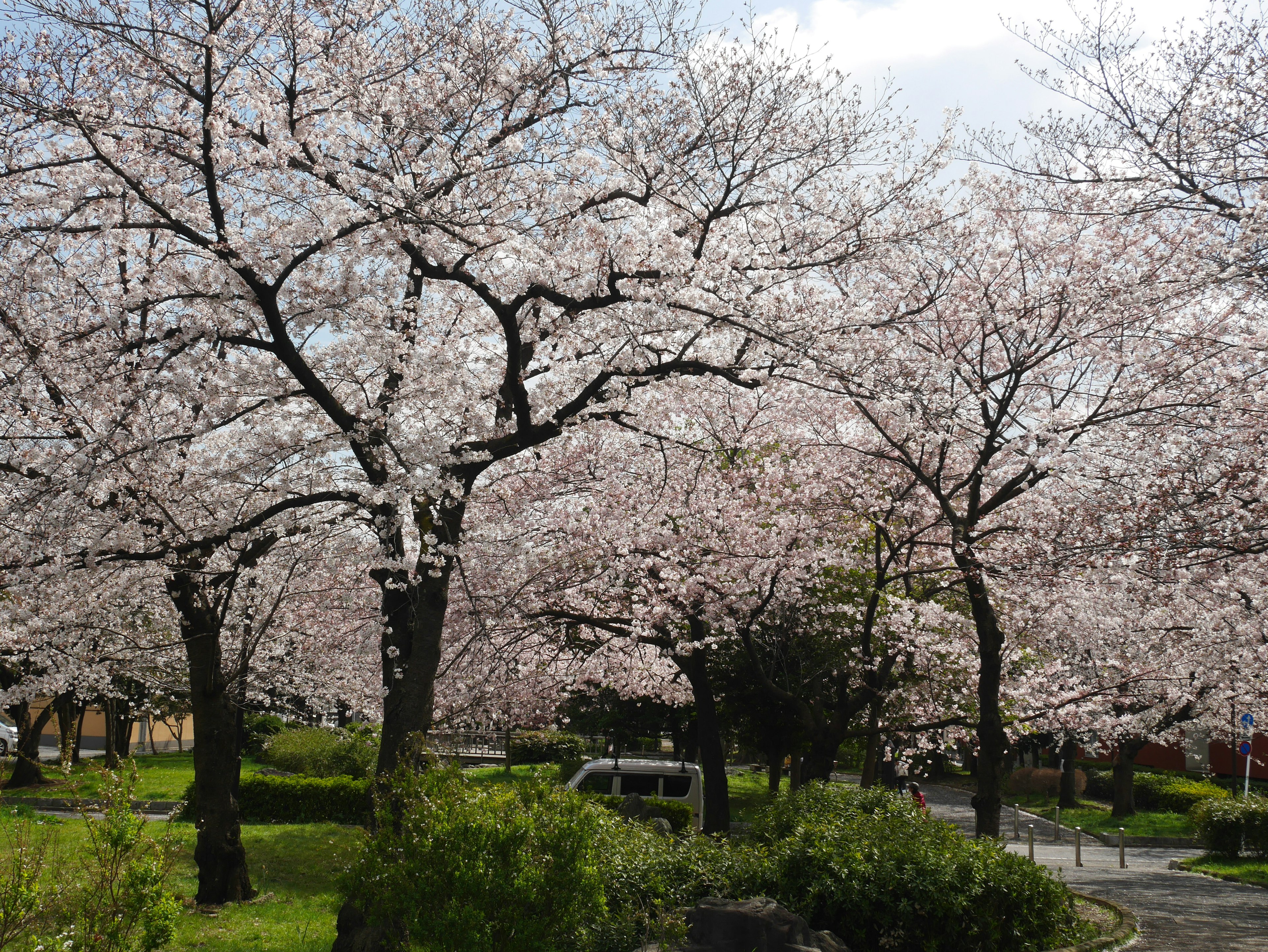 Landscape of cherry blossom trees in full bloom in a park