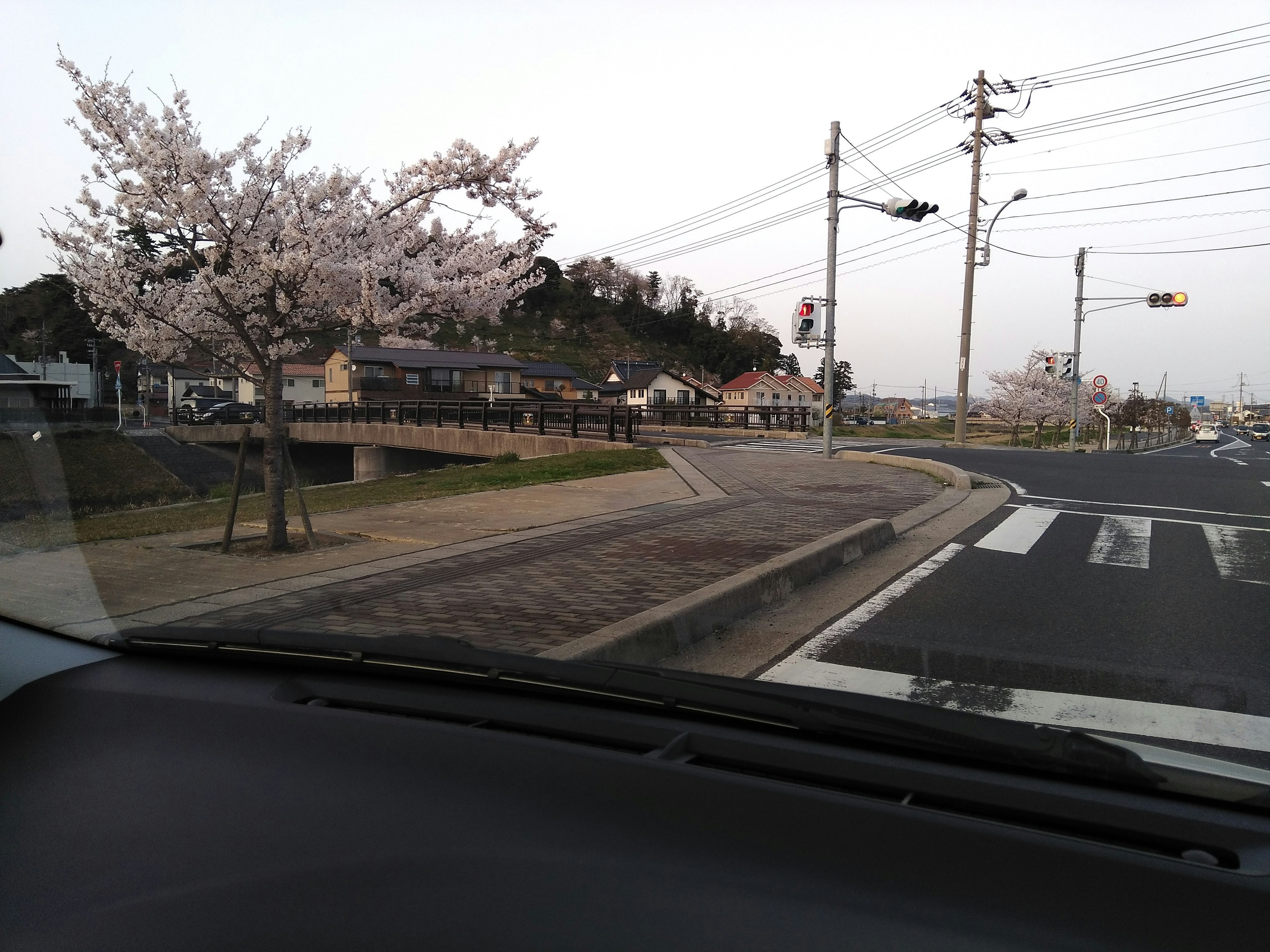 View of cherry blossom trees and a quiet street from inside a car