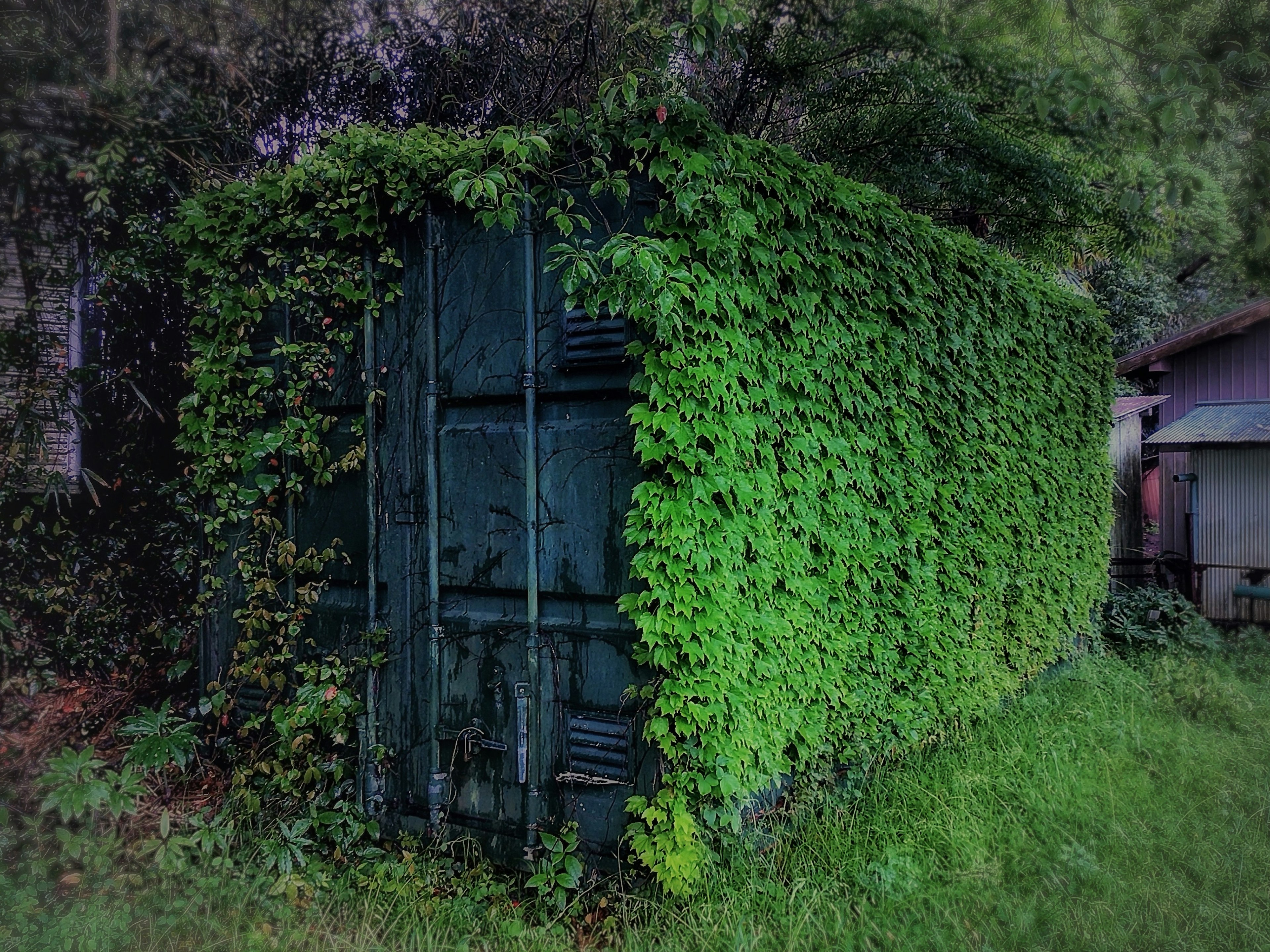 An old container covered in lush green vines