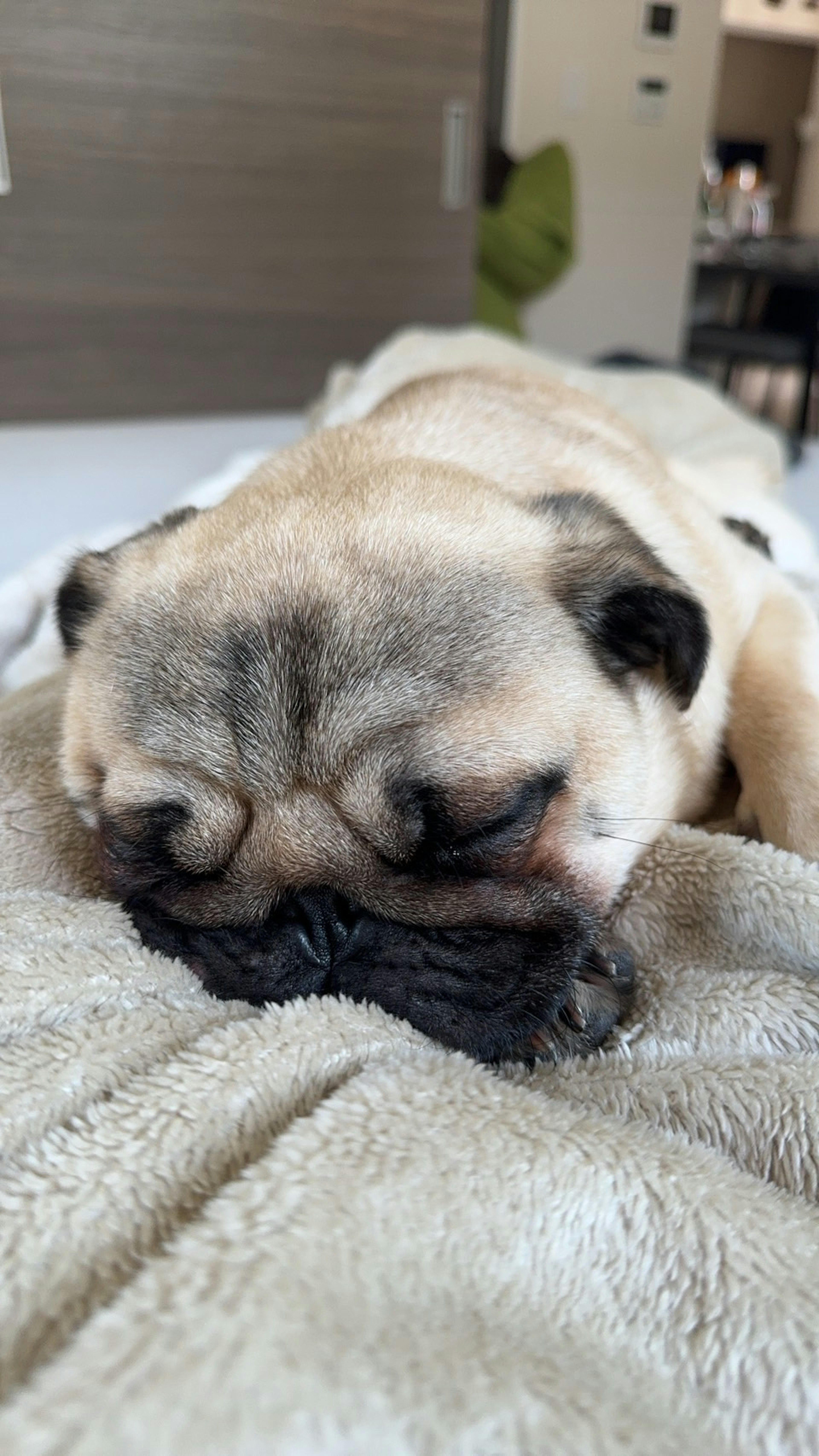 Chien pug endormi reposant sa tête sur une couverture