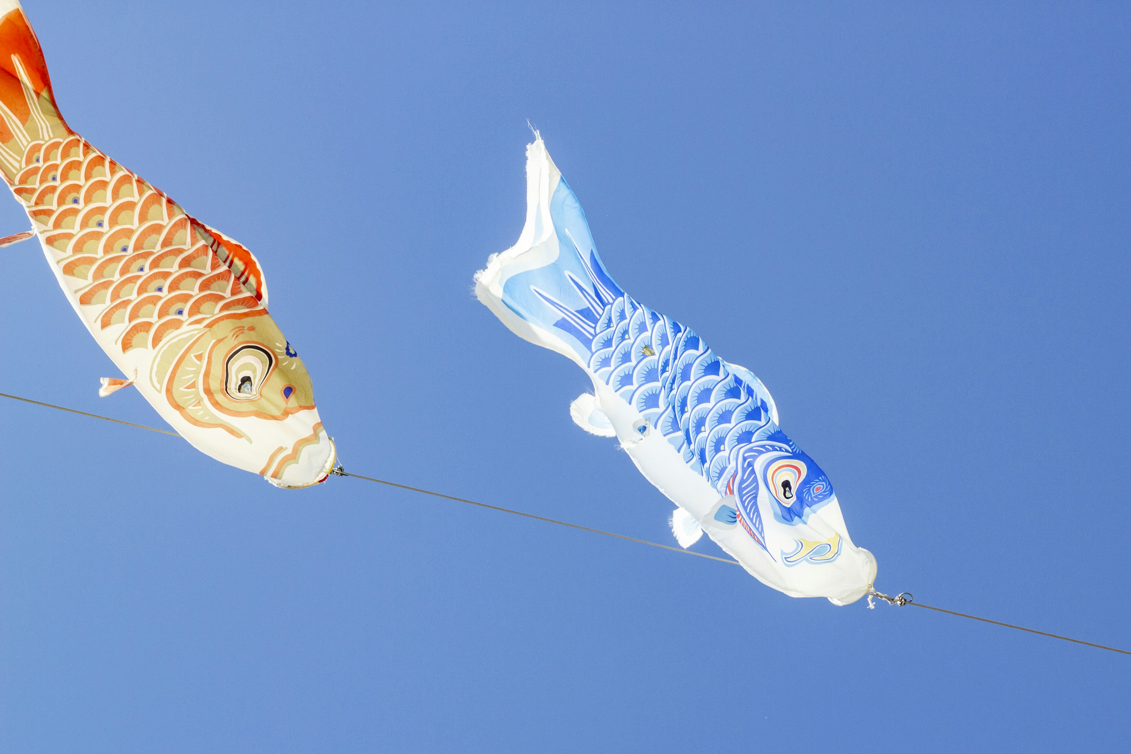 Banderas de peces koi rojos y azules nadando en un cielo azul