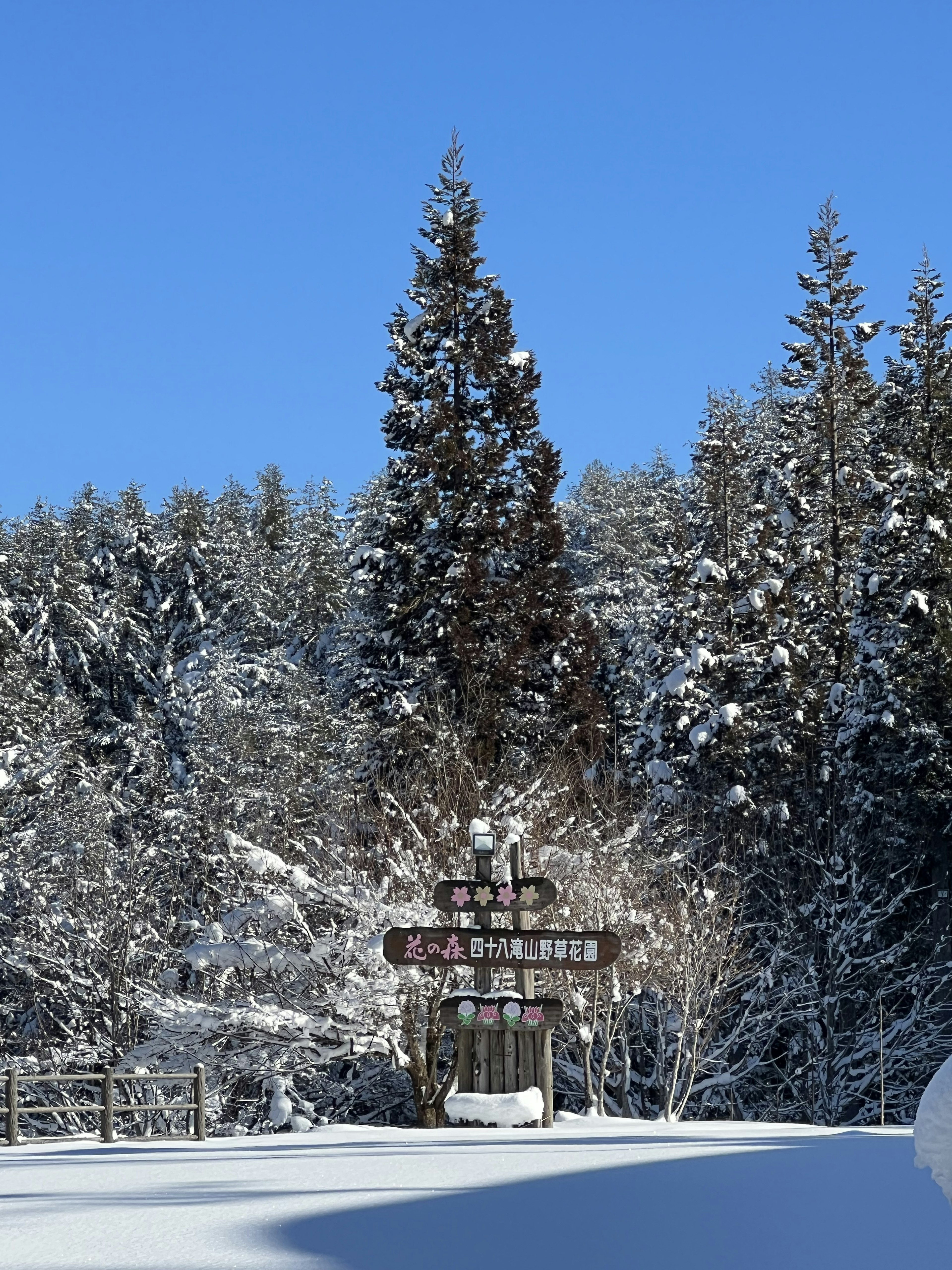 Wegweiser umgeben von schneebedeckten Bäumen unter einem klaren blauen Himmel