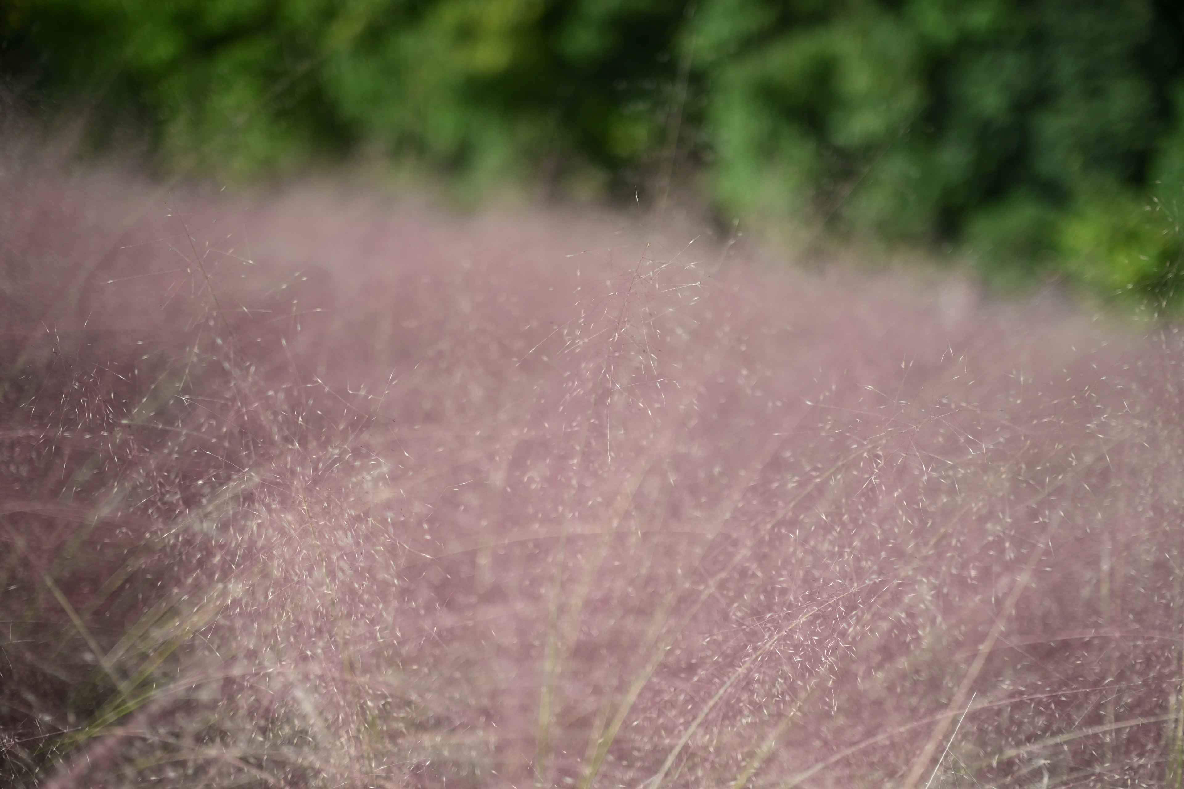 Verschwommene Landschaft mit rosa Gras und grünem Hintergrund