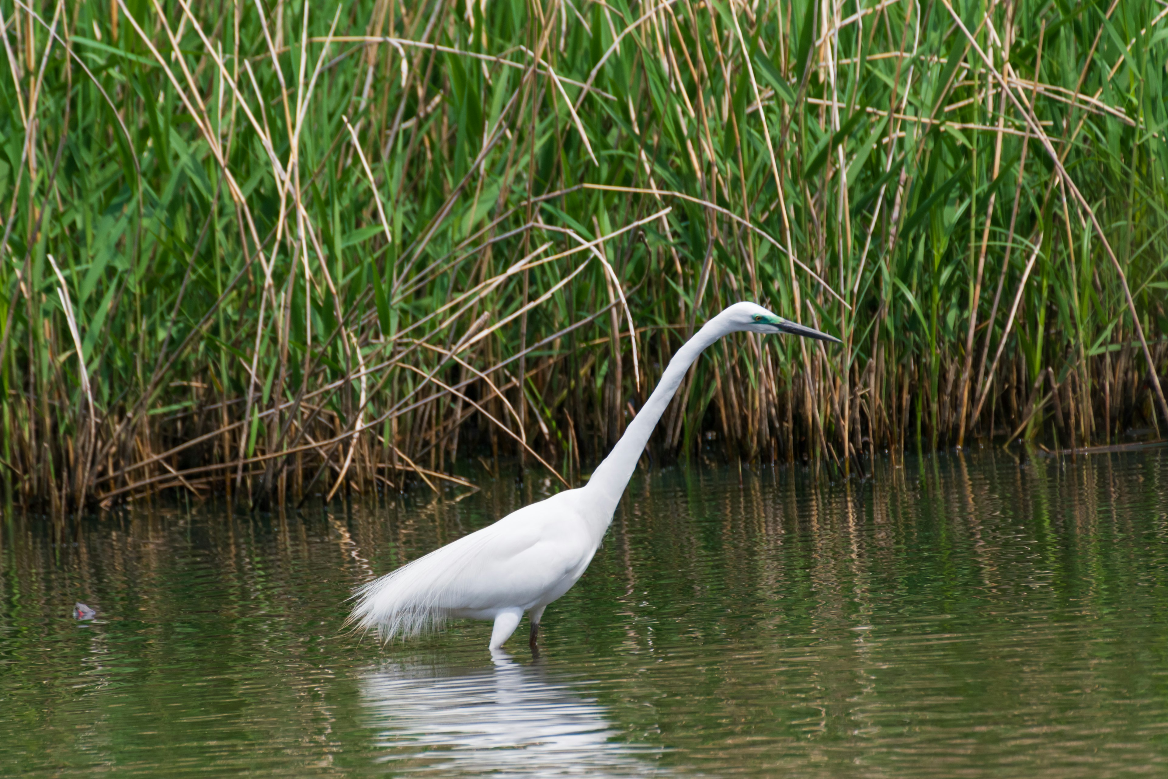 Un héron blanc se tenant dans l'eau peu profonde parmi les hautes herbes vertes