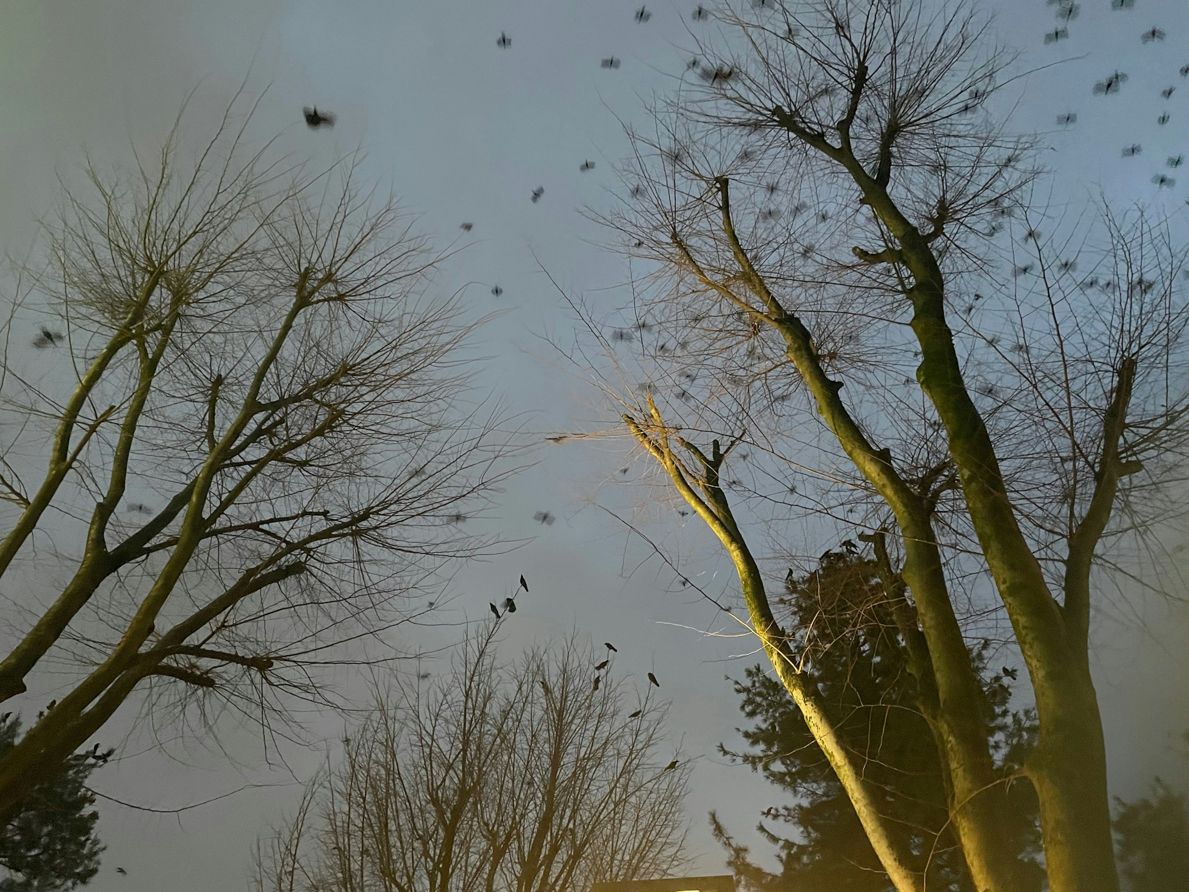 木々の間を飛び交う鳥たちと薄暗い空の風景