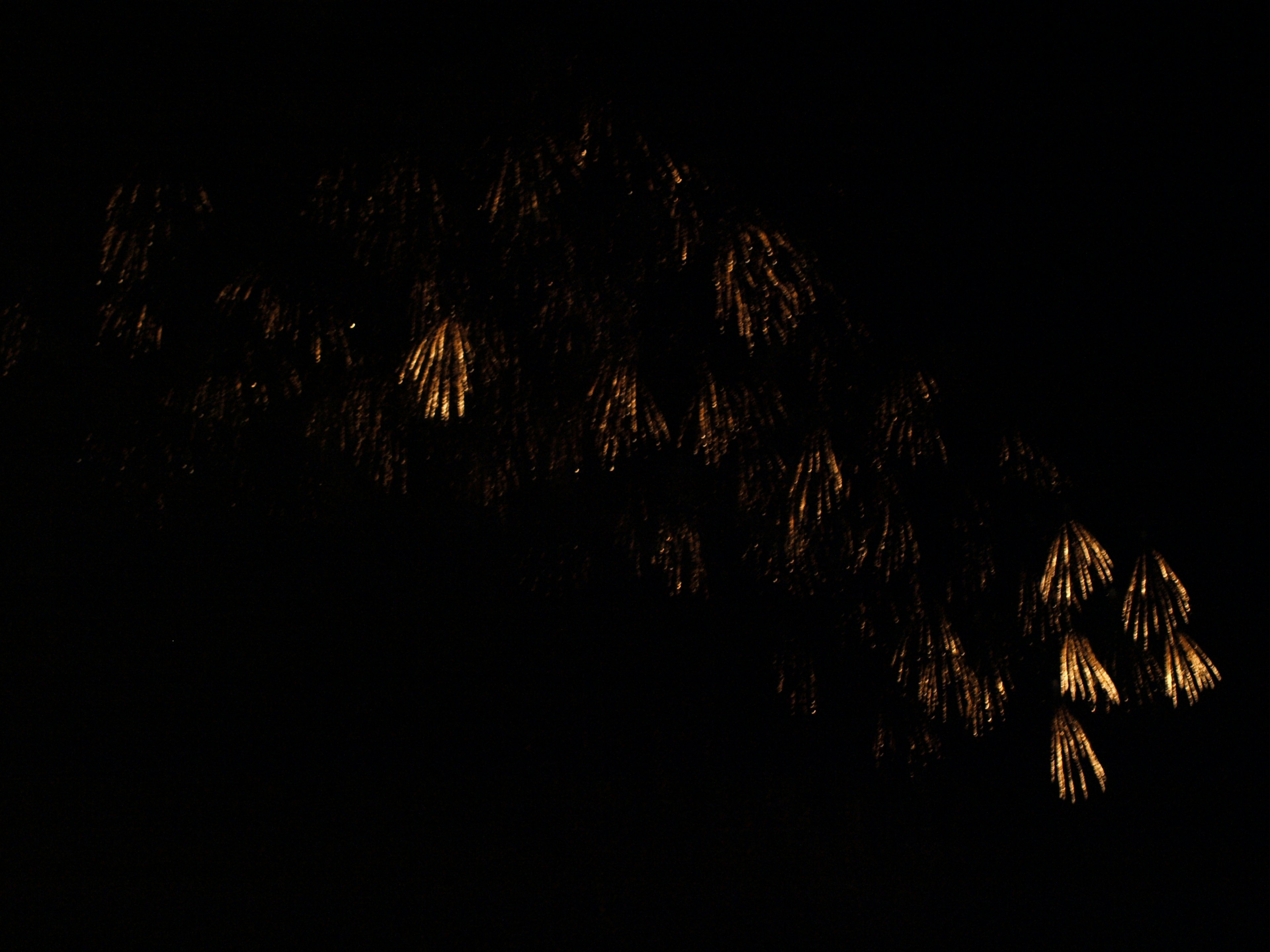 Silhouette of leaves glowing against a dark background