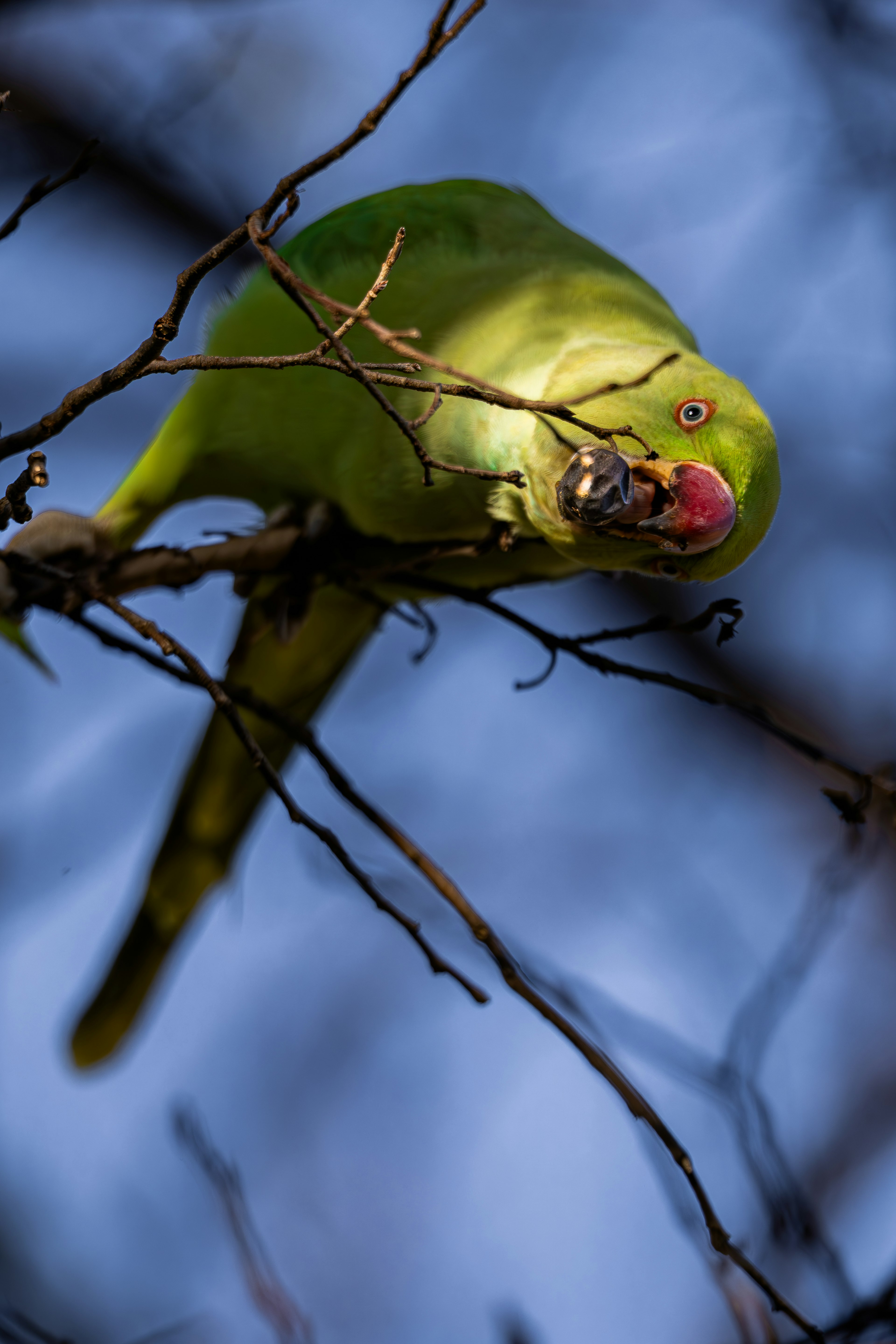 Pappagallo verde appollaiato su un ramo con del cibo in bocca