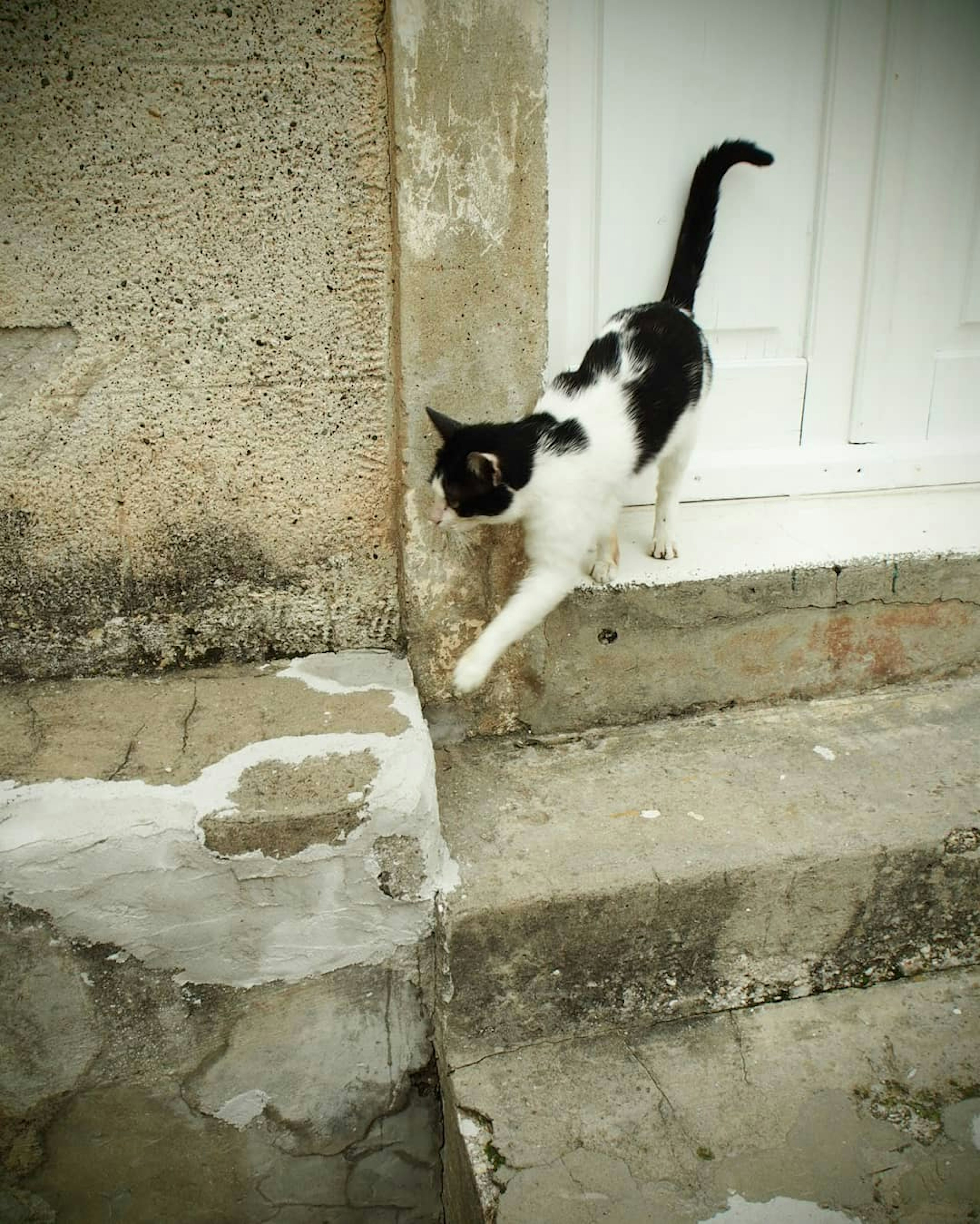 A black and white cat walking on stone steps