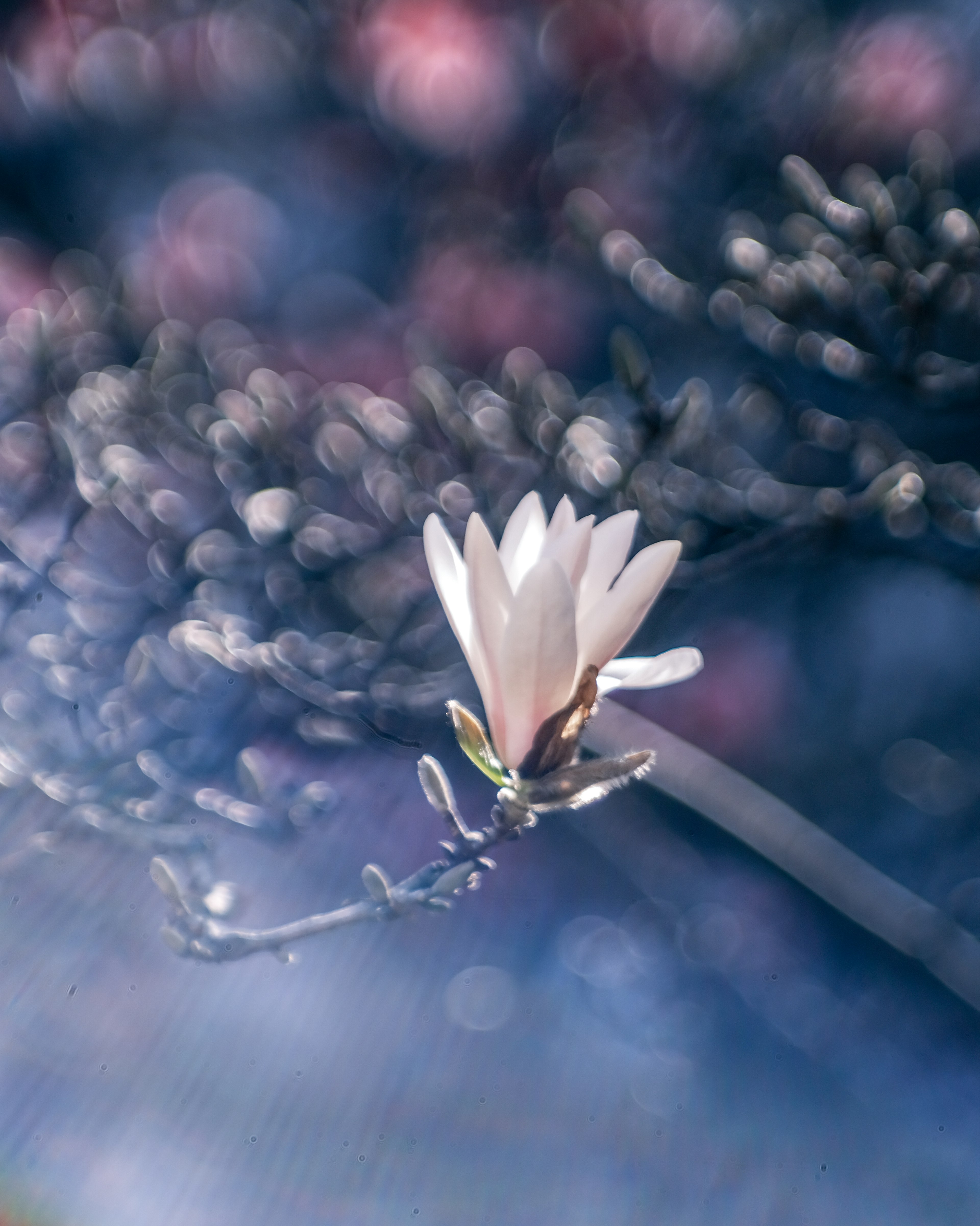 Close-up of a white flower against a soft purple background