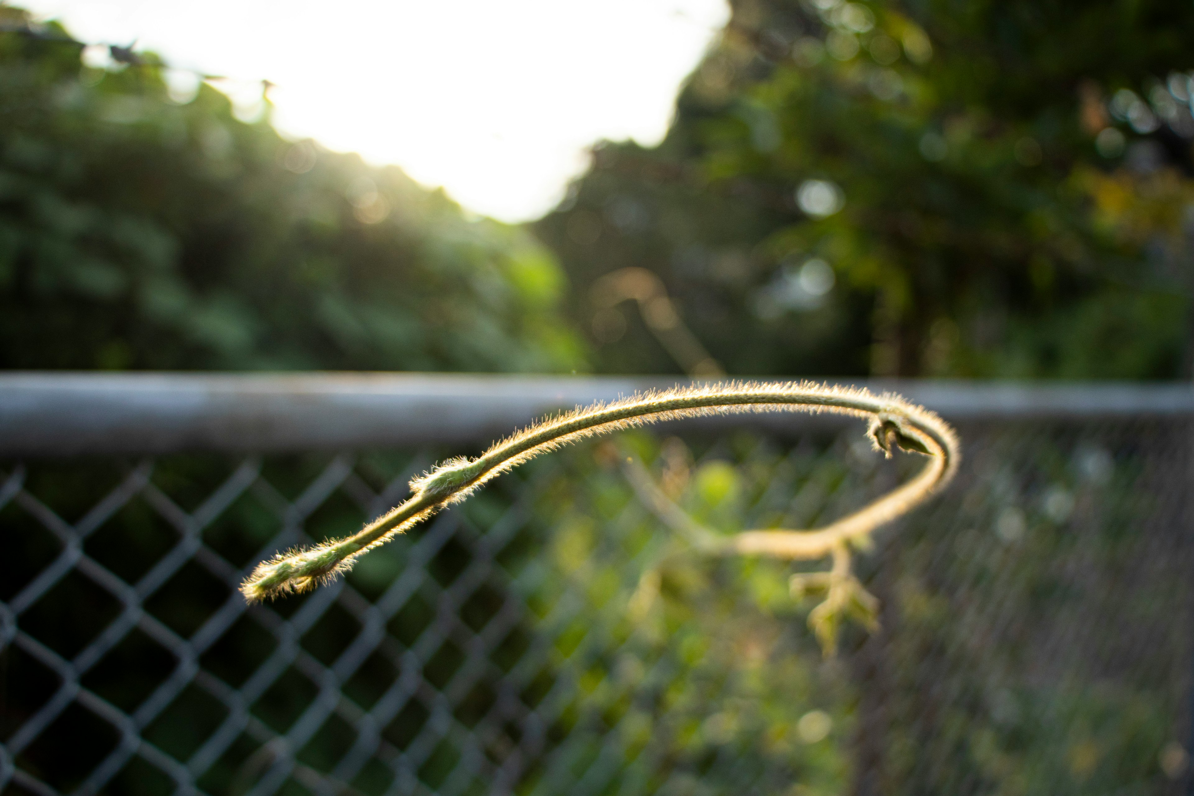 A slender plant tendril floating in front of a fence with a blurred green background