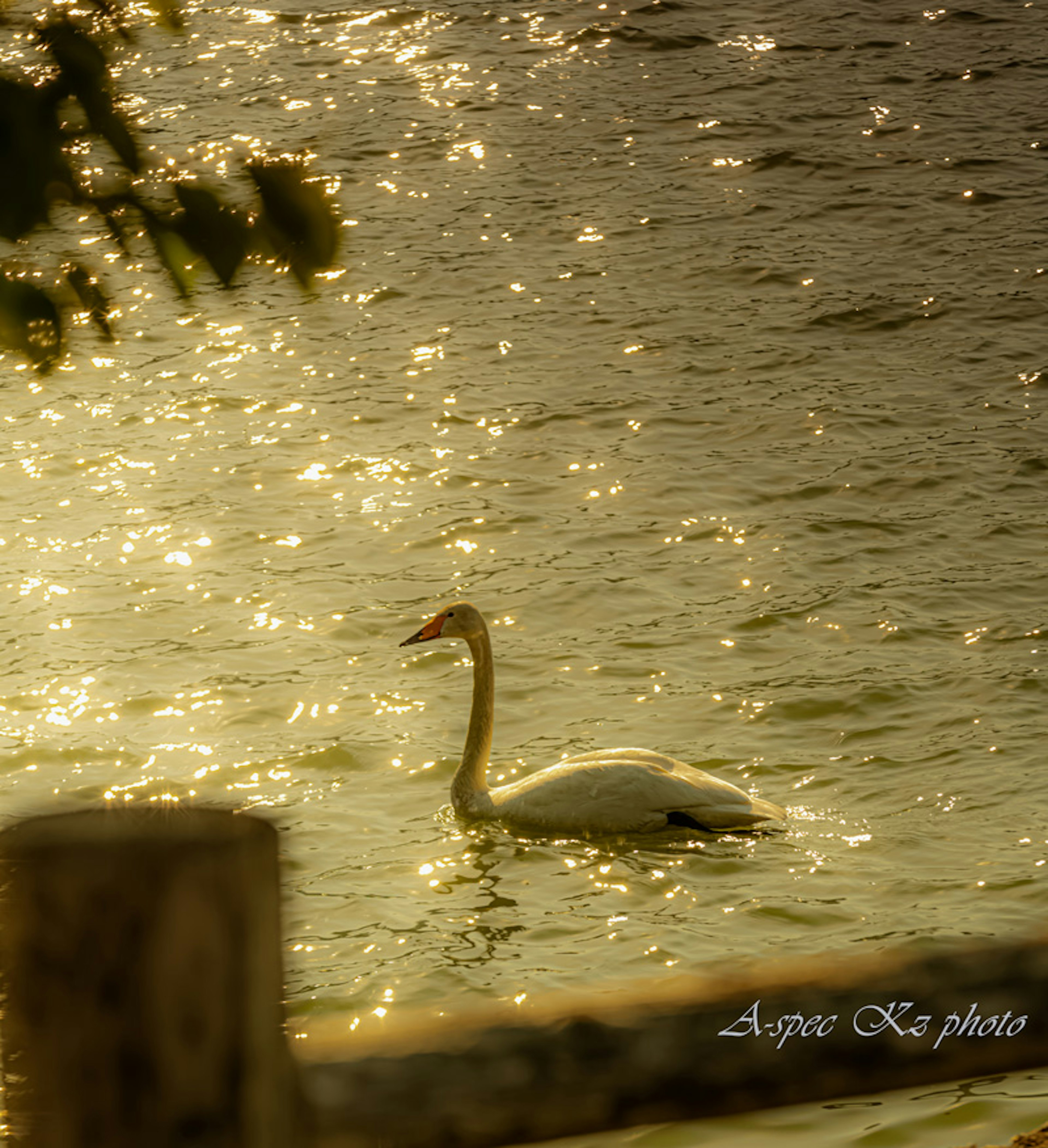 Silueta de un cisne sobre una superficie de agua brillante con reflejos dorados