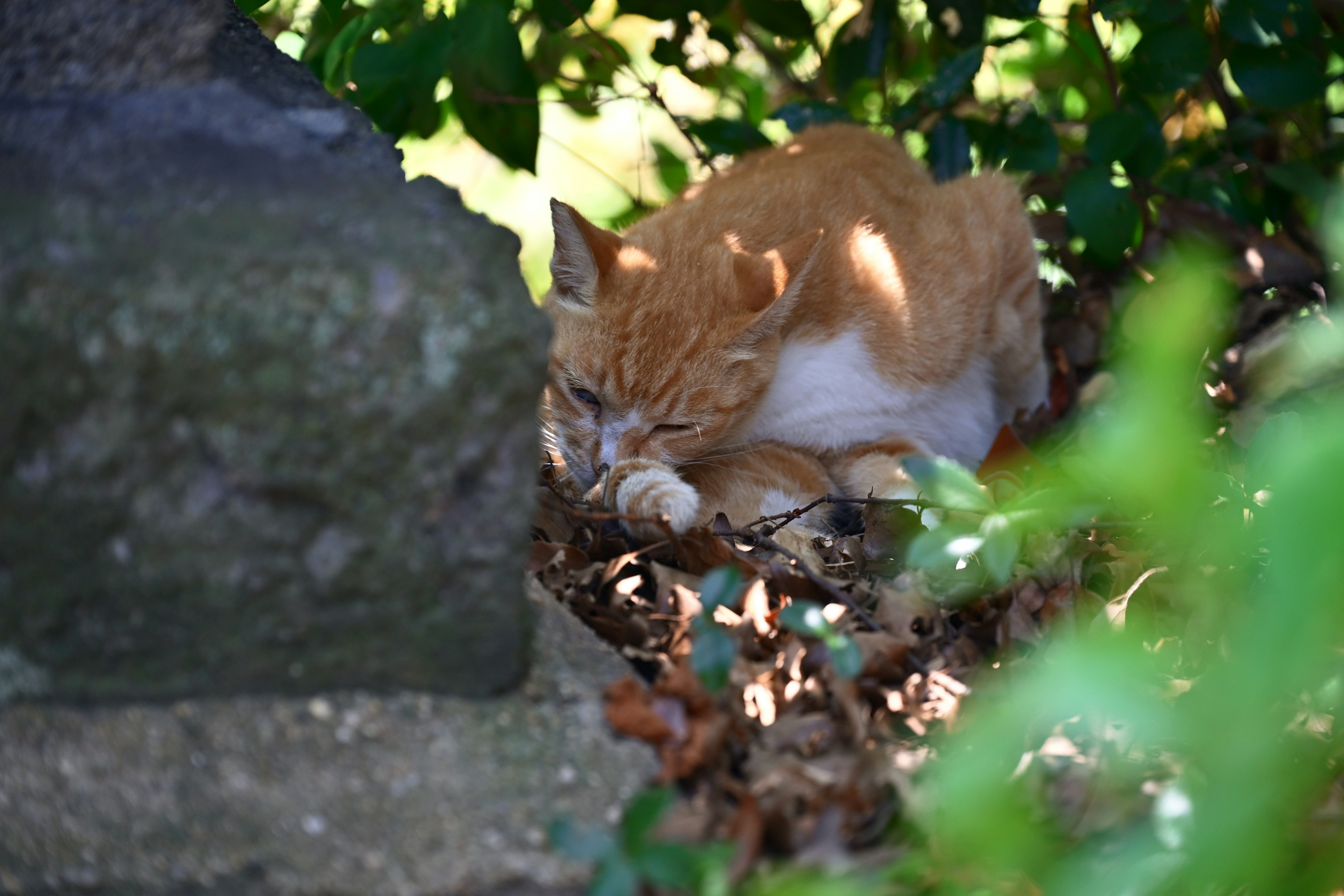 An orange cat sleeping among leaves in sunlight