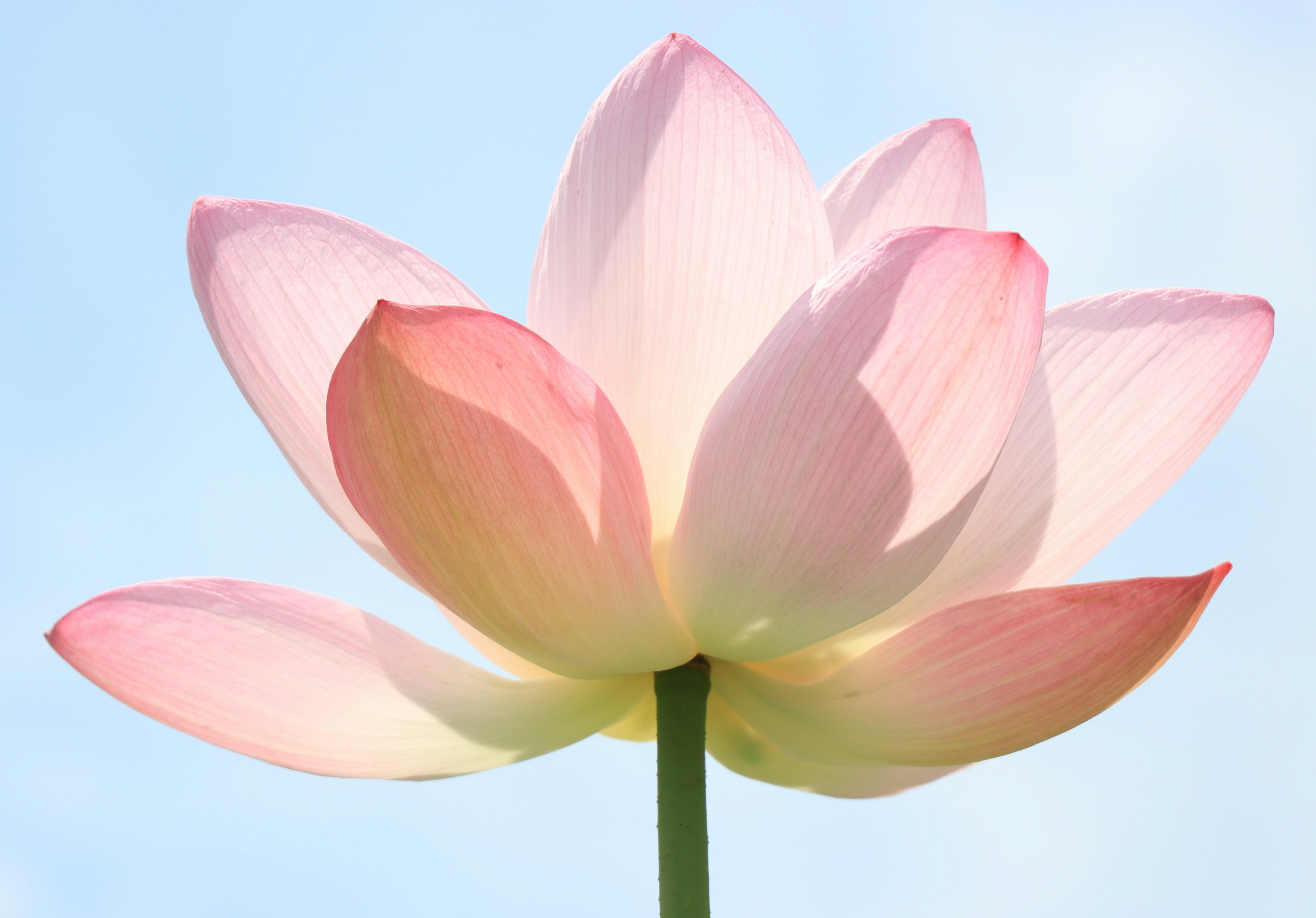 A pale pink lotus flower blooming under a blue sky