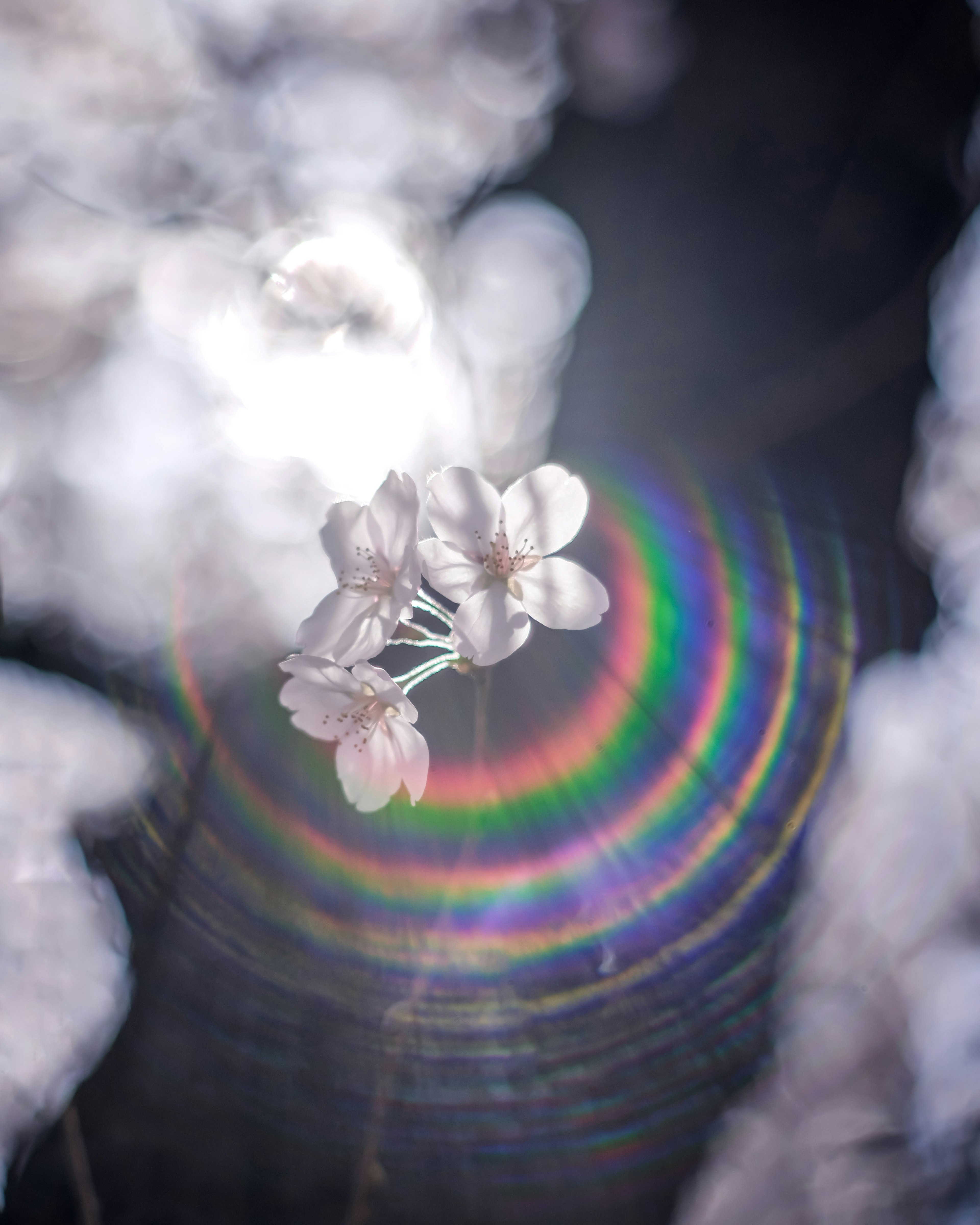 Imagen hermosa de flores de cerezo con un anillo de luz de colores arcoíris