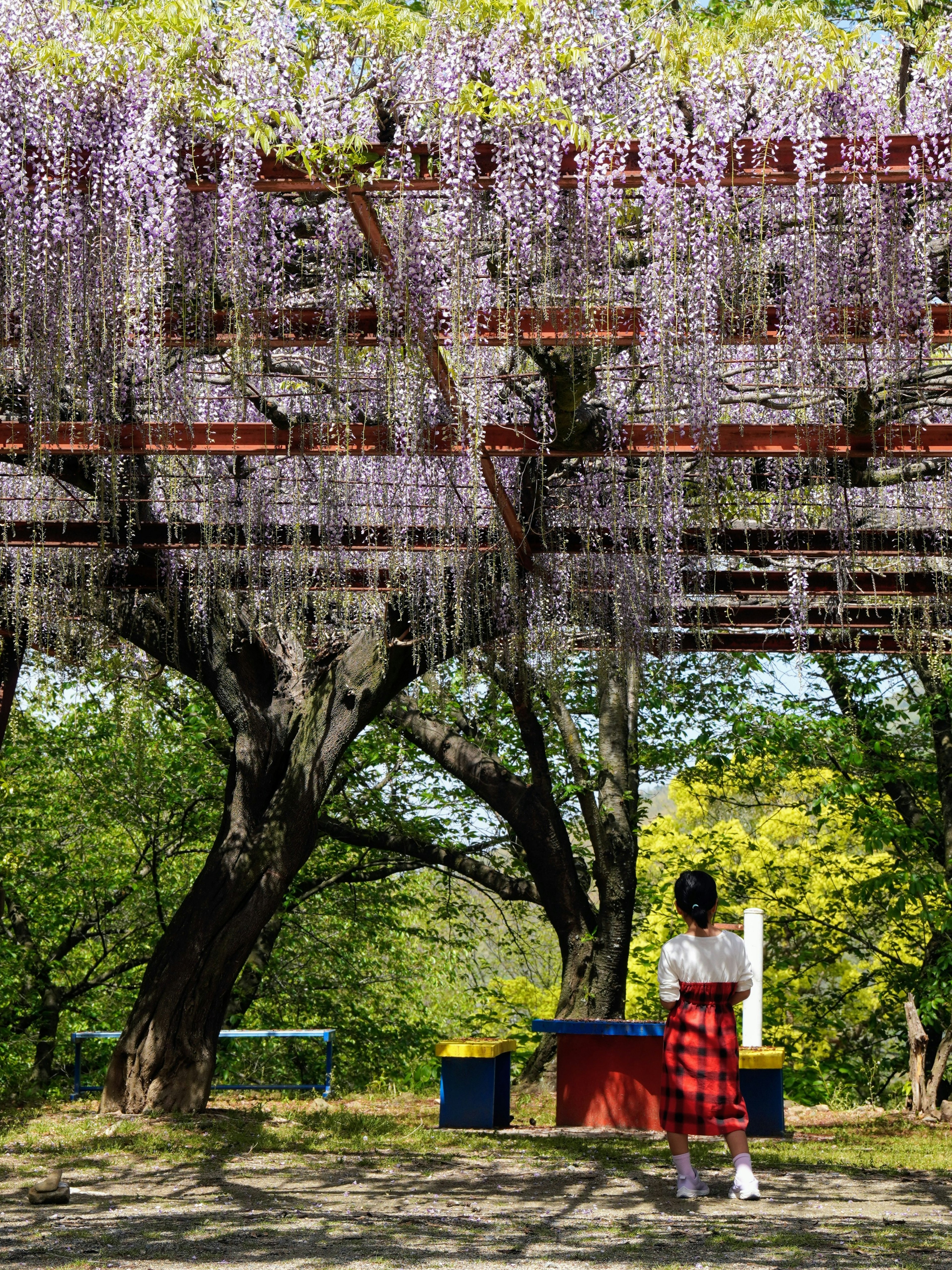 Woman standing under wisteria blossoms