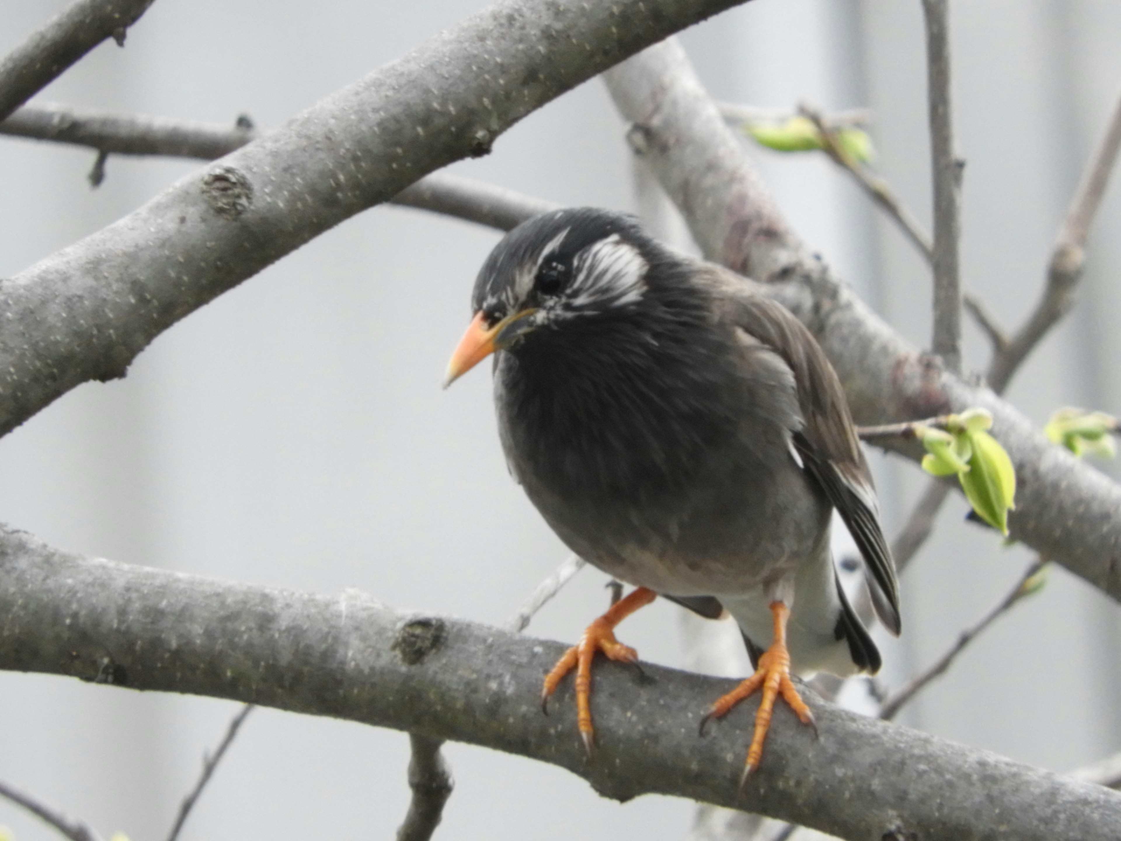 Bild eines schwarzen Vogels, der auf einem Ast sitzt