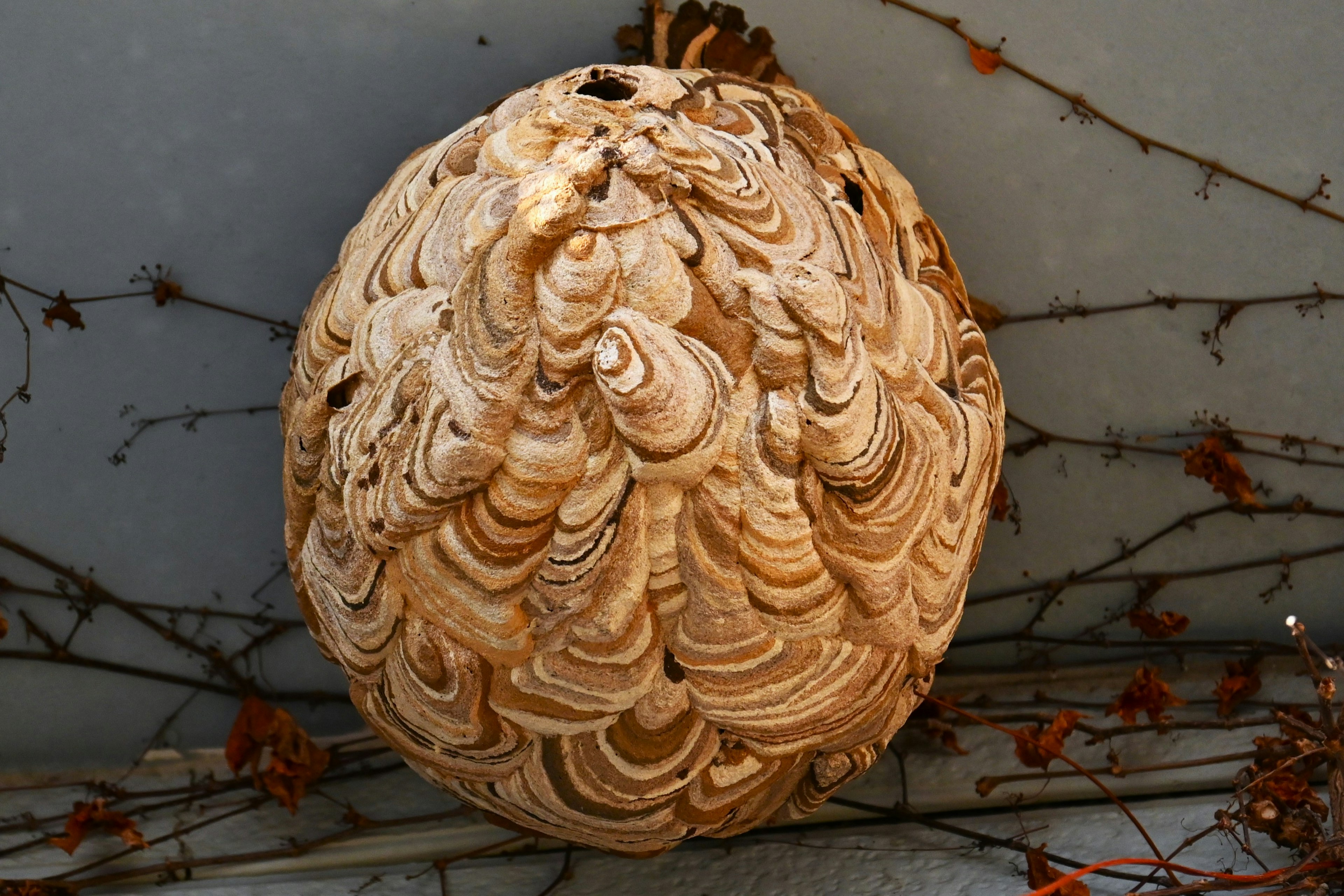 Large beehive with intricate patterns attached to a wall