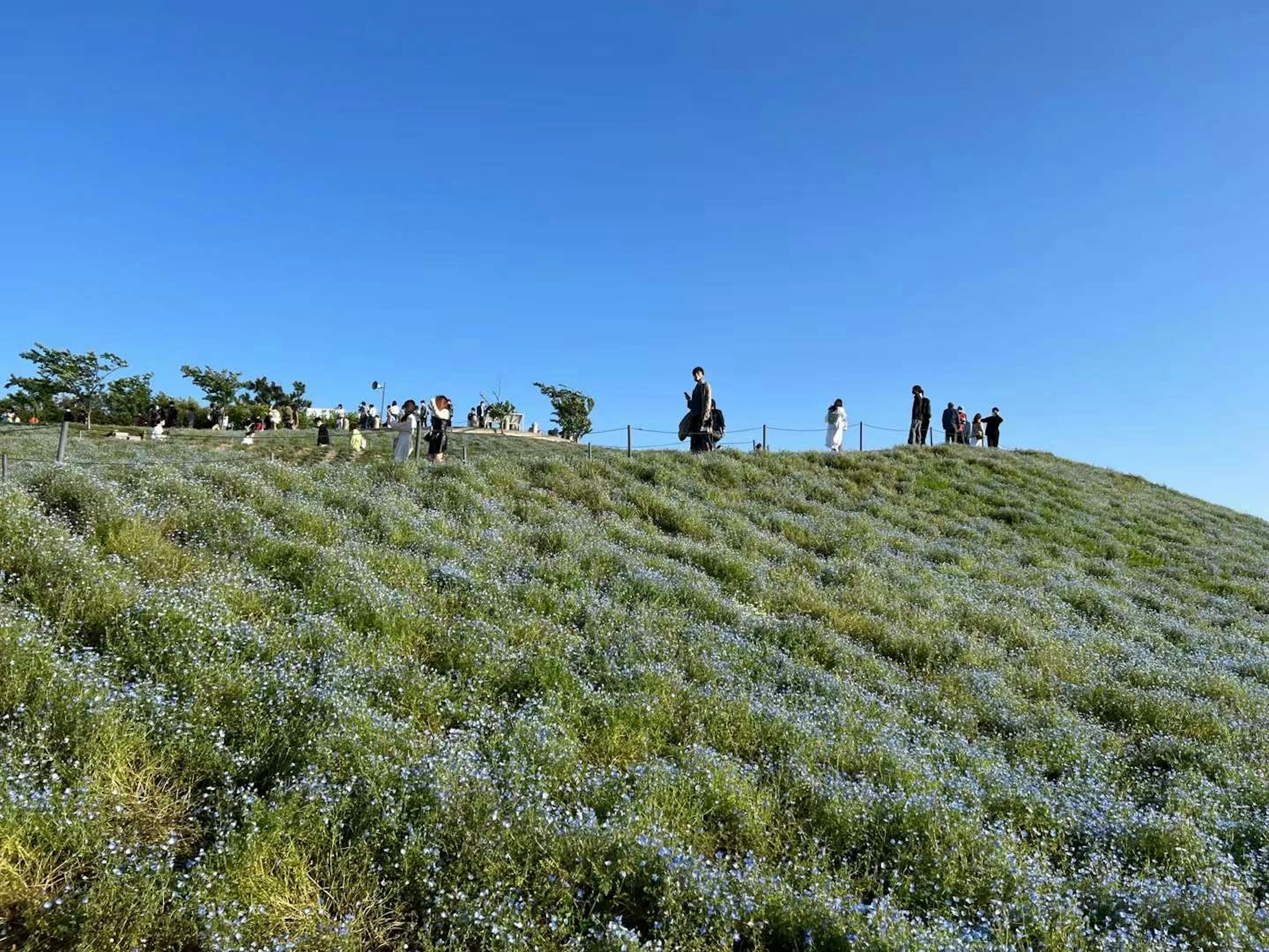 Des personnes marchant sur une colline couverte de fleurs bleues sous un ciel dégagé