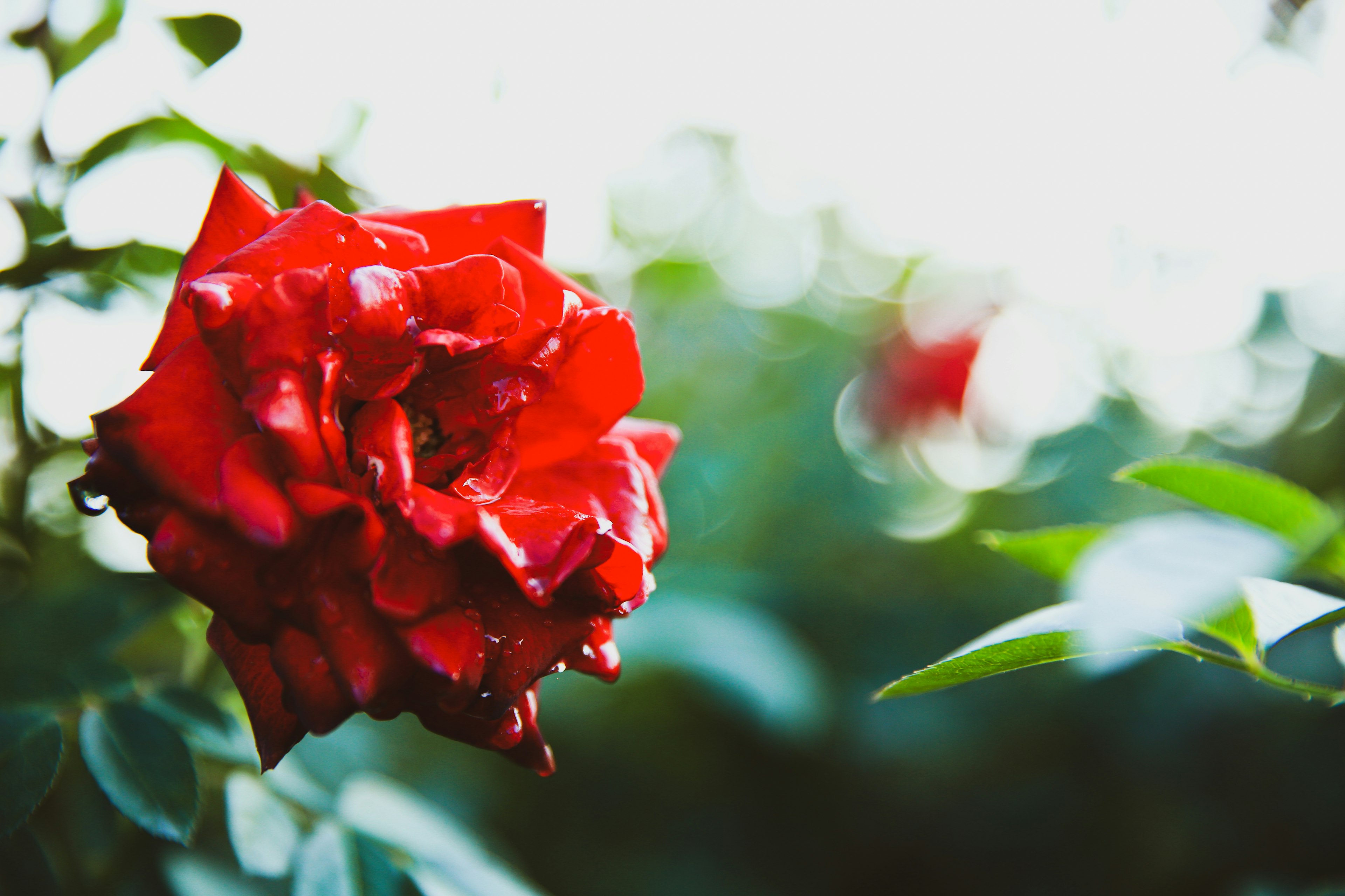 Une rose rouge vibrante fleurissant parmi des feuilles vertes avec un arrière-plan doux