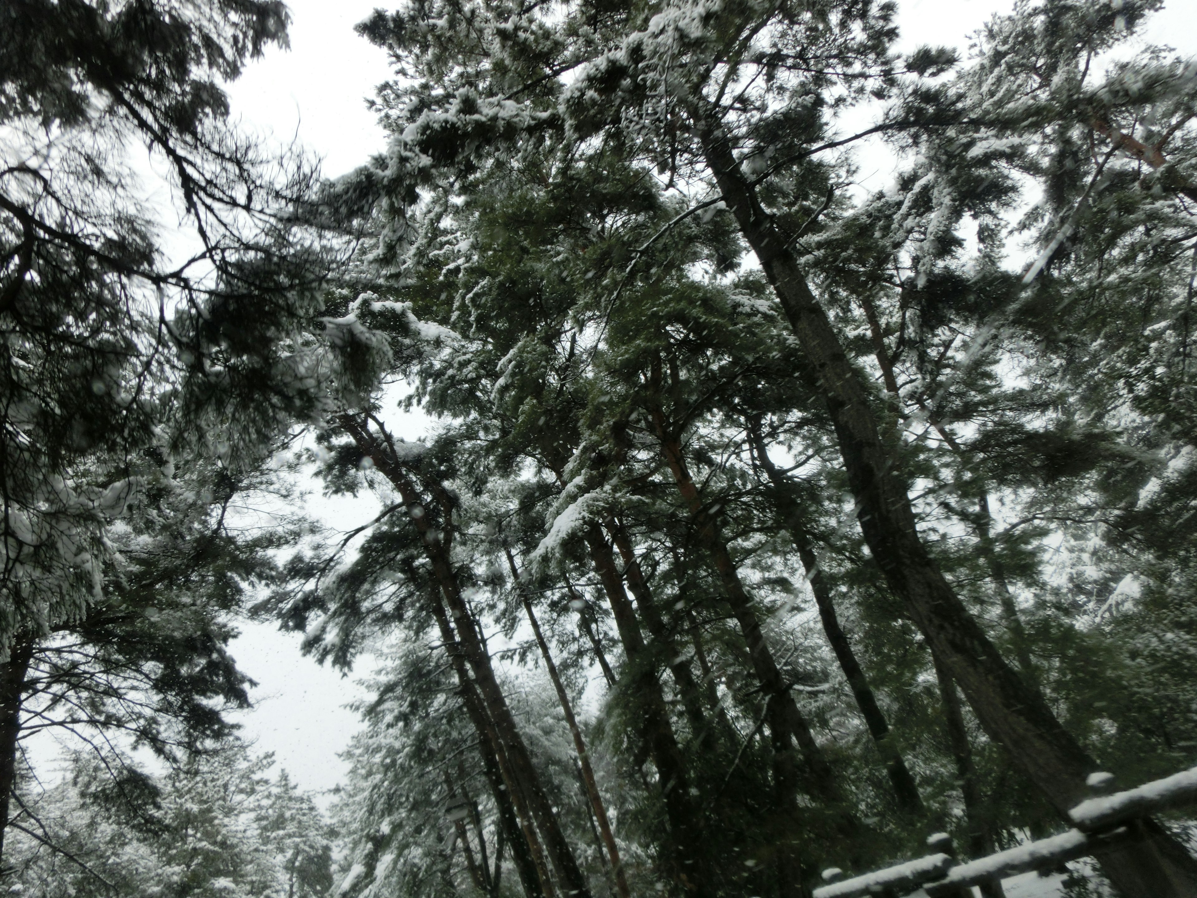 Scena invernale con alberi coperti di neve