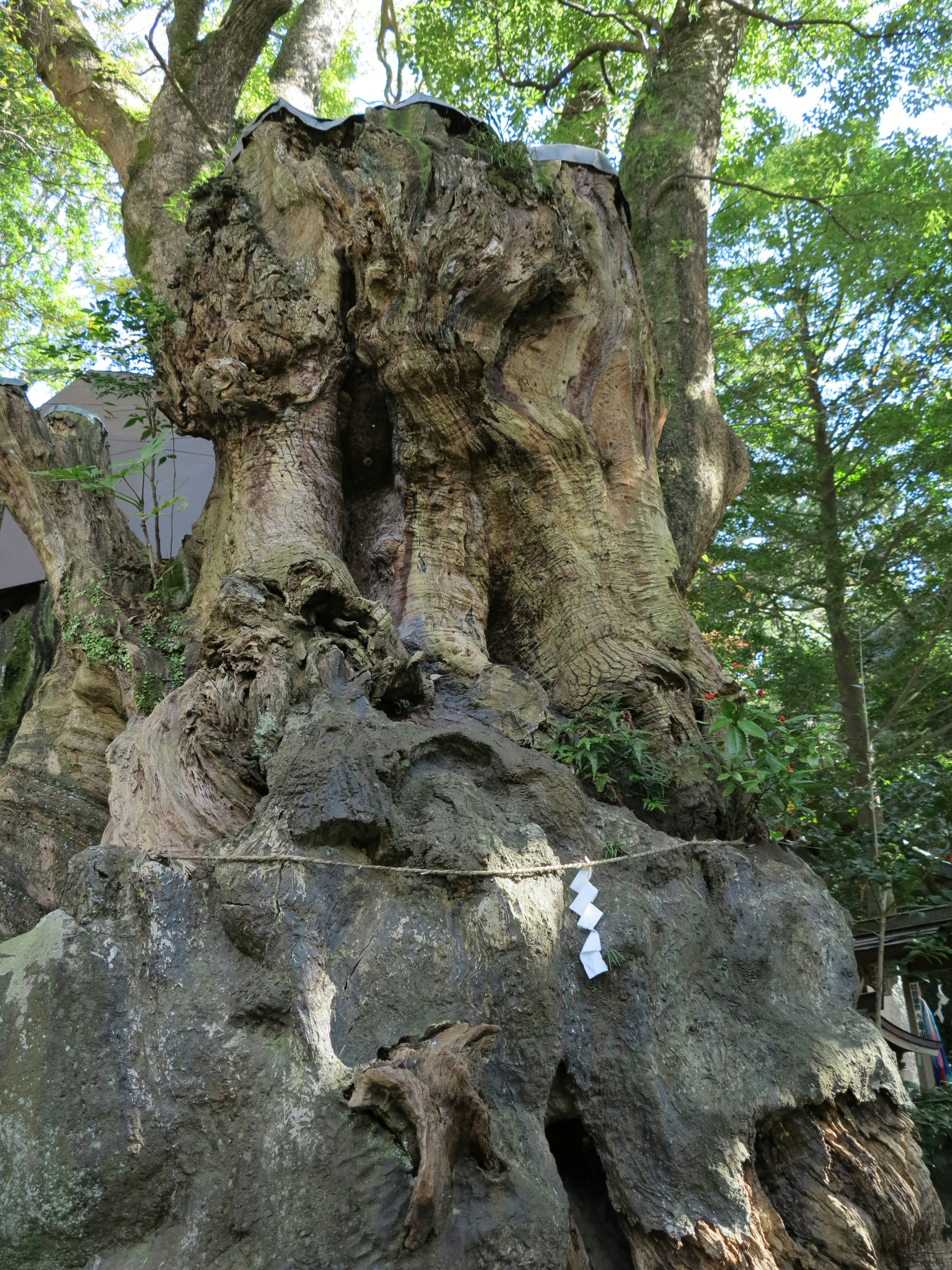 古木の大きな幹が特徴的な画像 幹の形状がユニークで周囲に緑が広がる