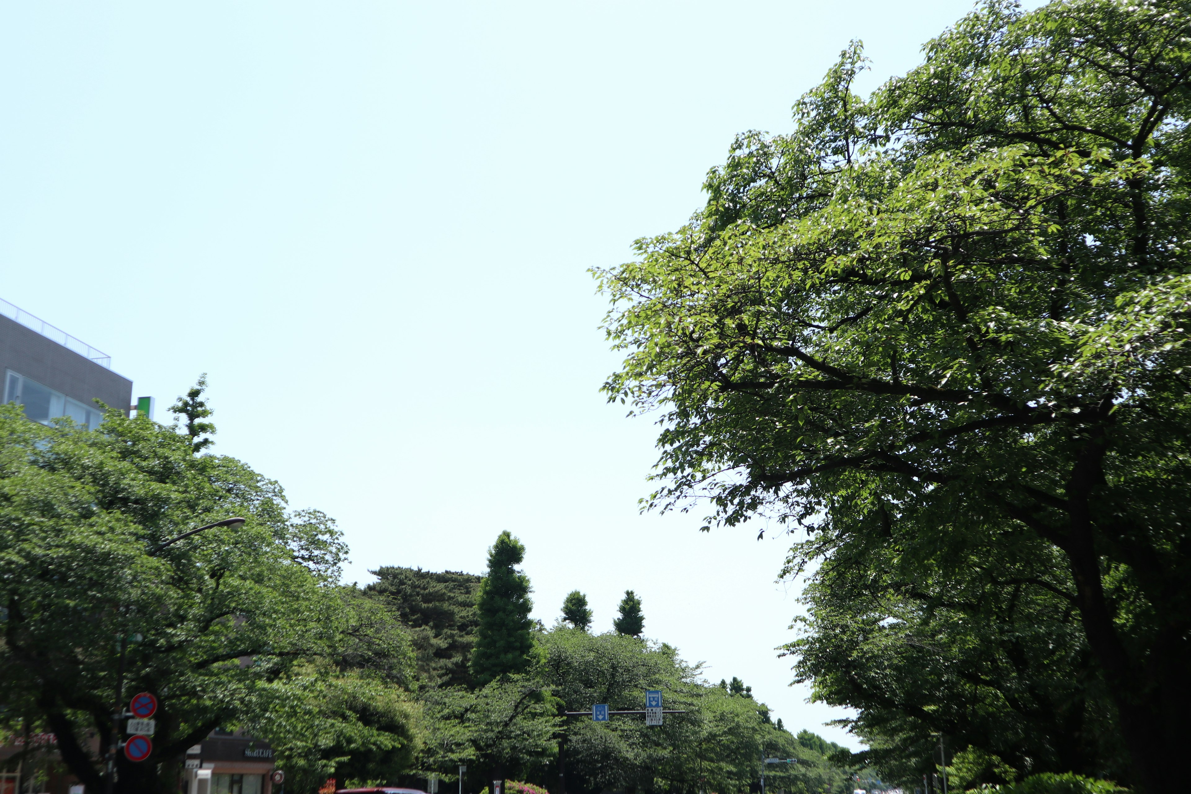 青い空の下に広がる緑豊かな木々の景色