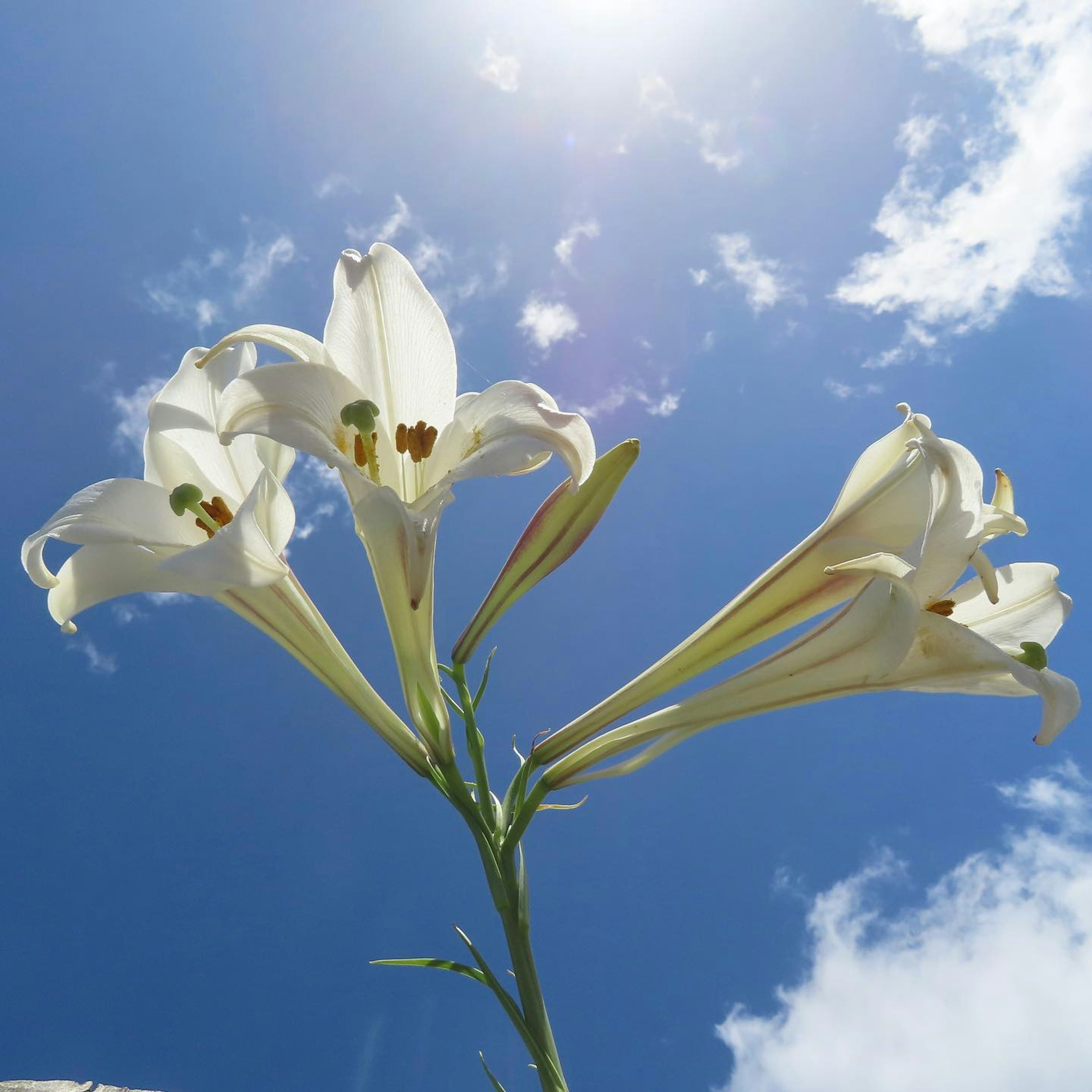 A bouquet of white lilies against a blue sky