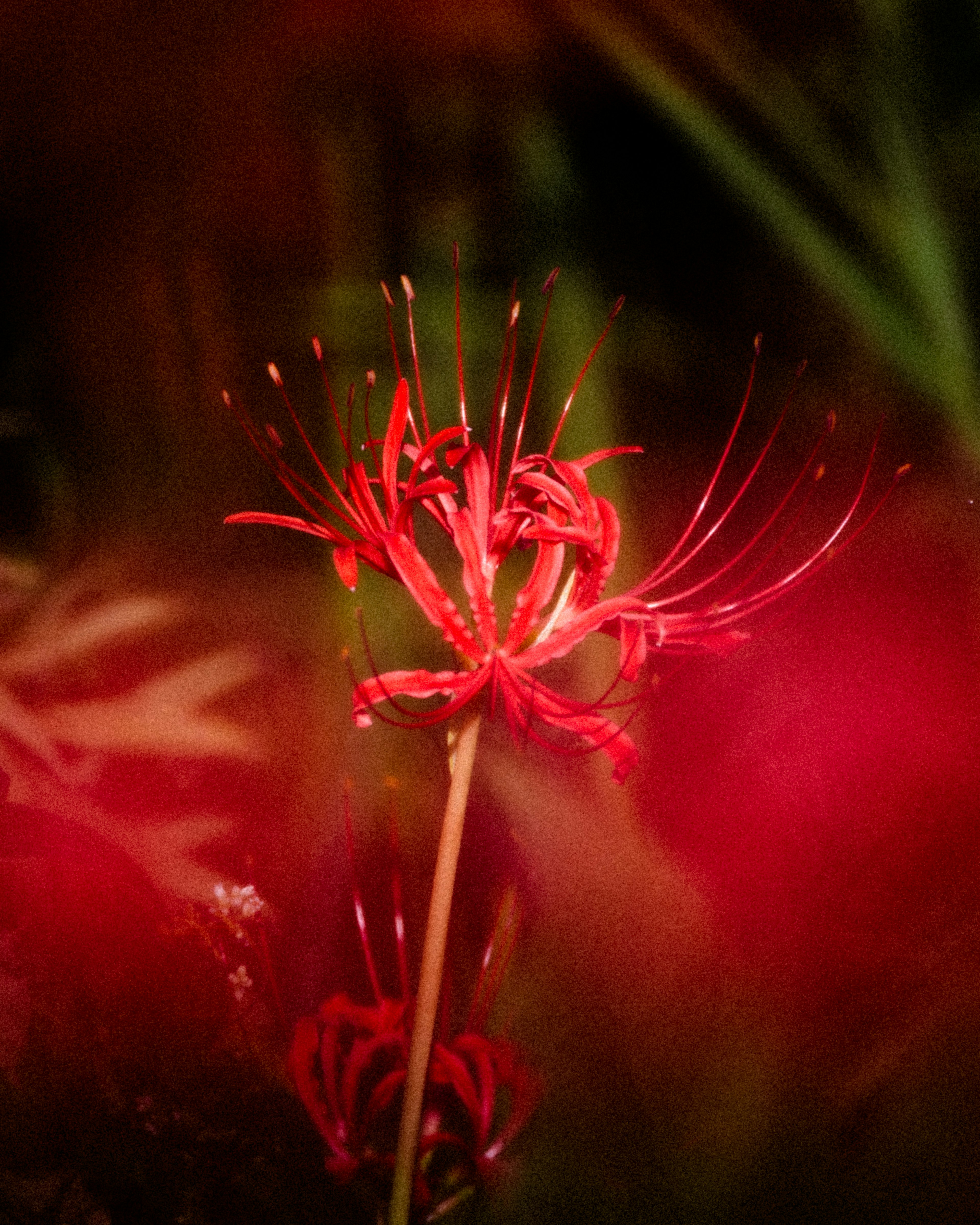 Eine lebendige rote Blume hebt sich vor einem verschwommenen Hintergrund ab