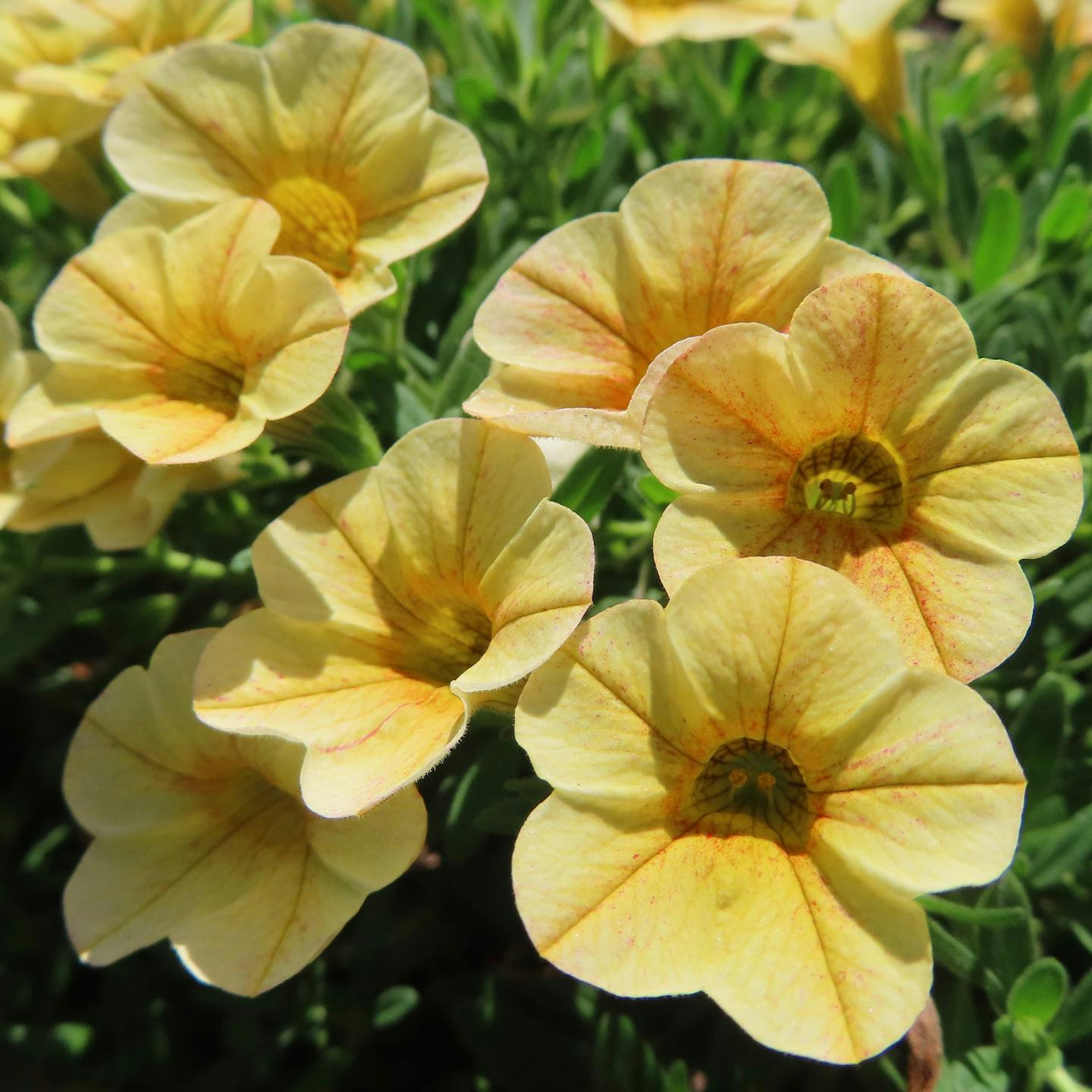 Grupo de flores amarillas brillantes con follaje verde