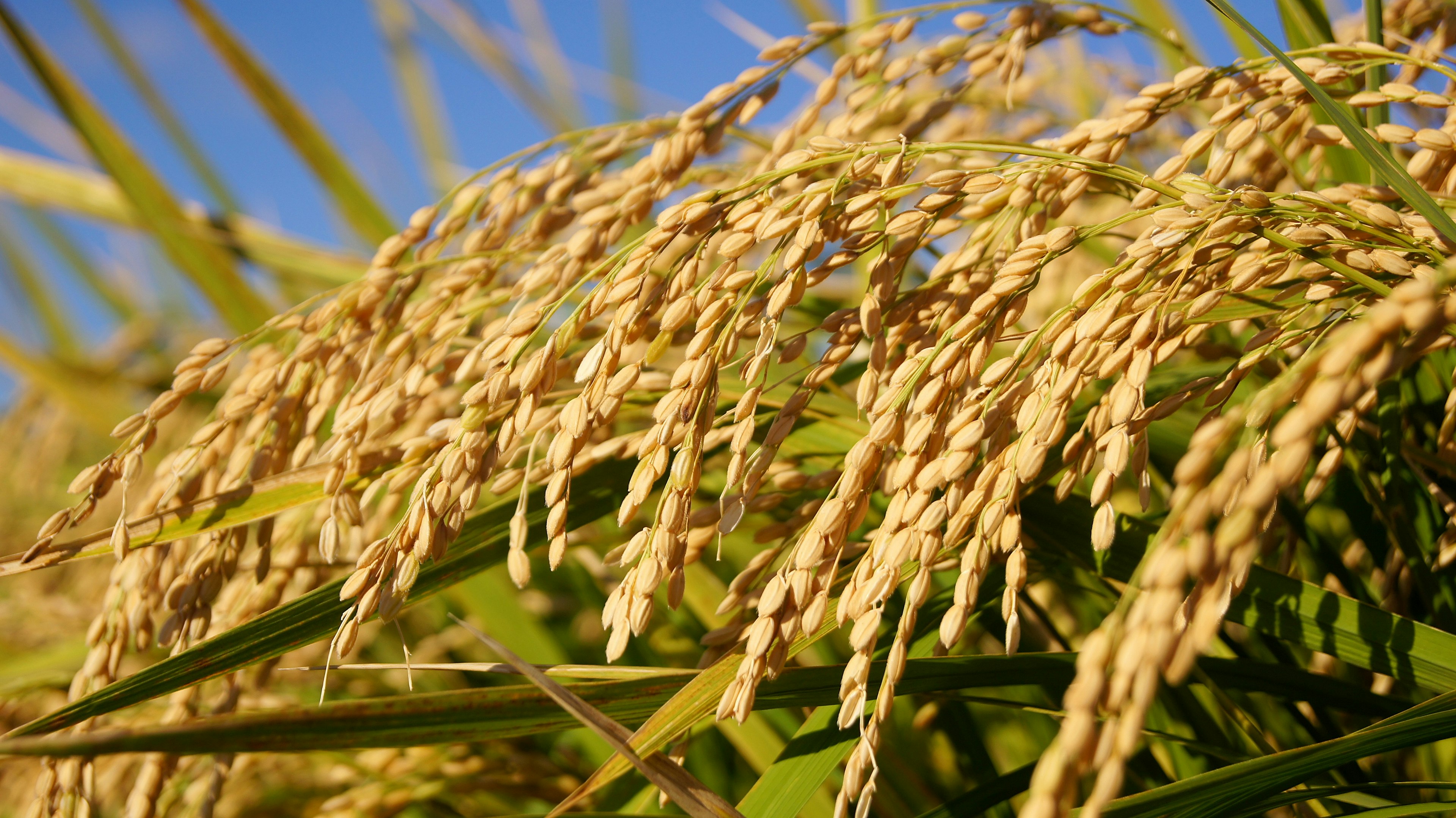 Granos de arroz dorados oscilando bajo un cielo azul