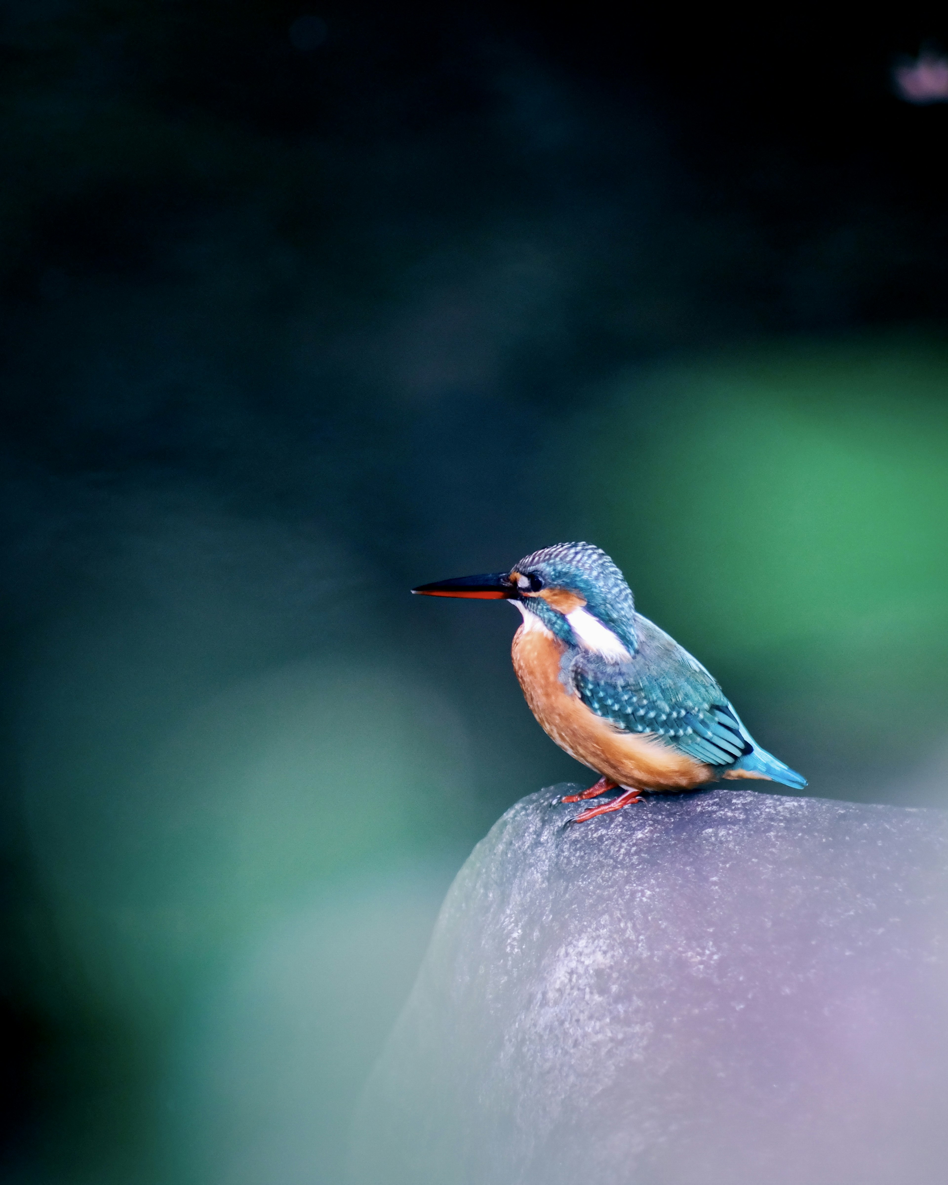 A kingfisher with blue feathers sitting on a rock