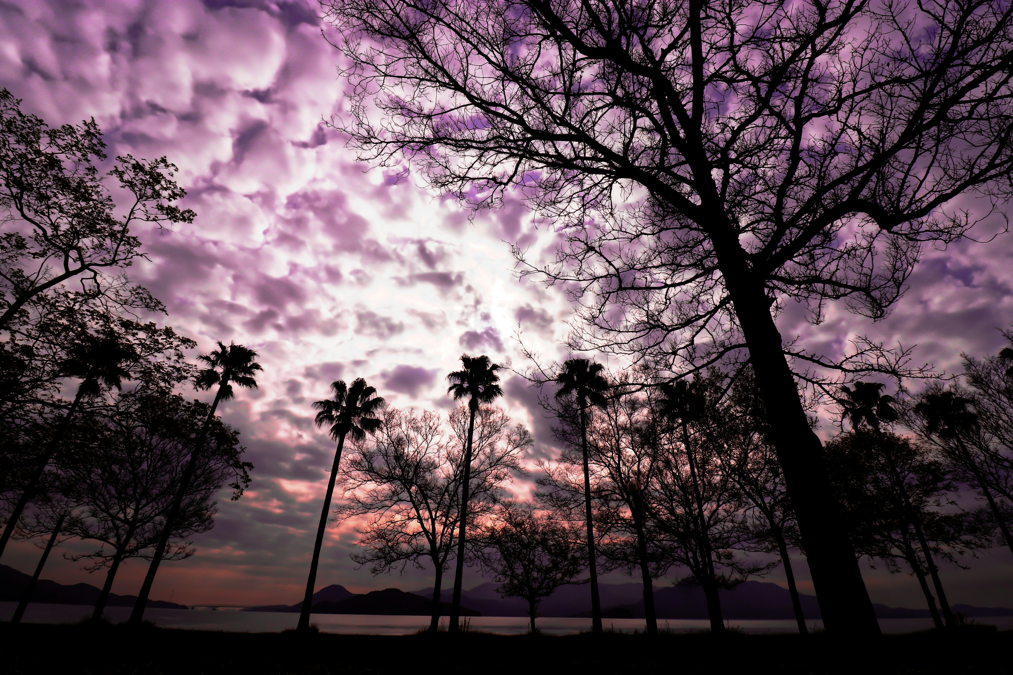 Un paesaggio con cielo viola e palme in silhouette