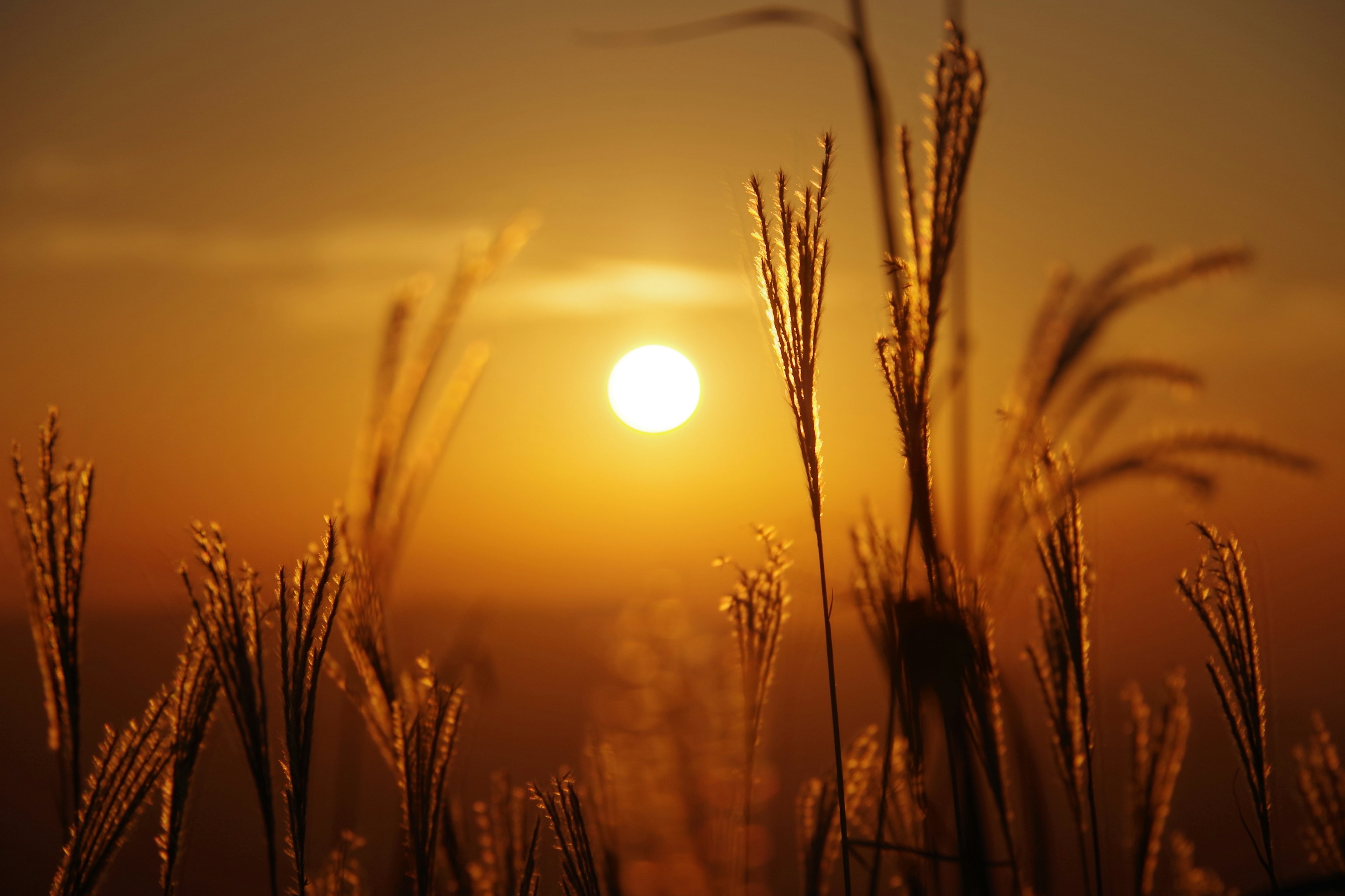 Silhouette of grass with ears against a sunset