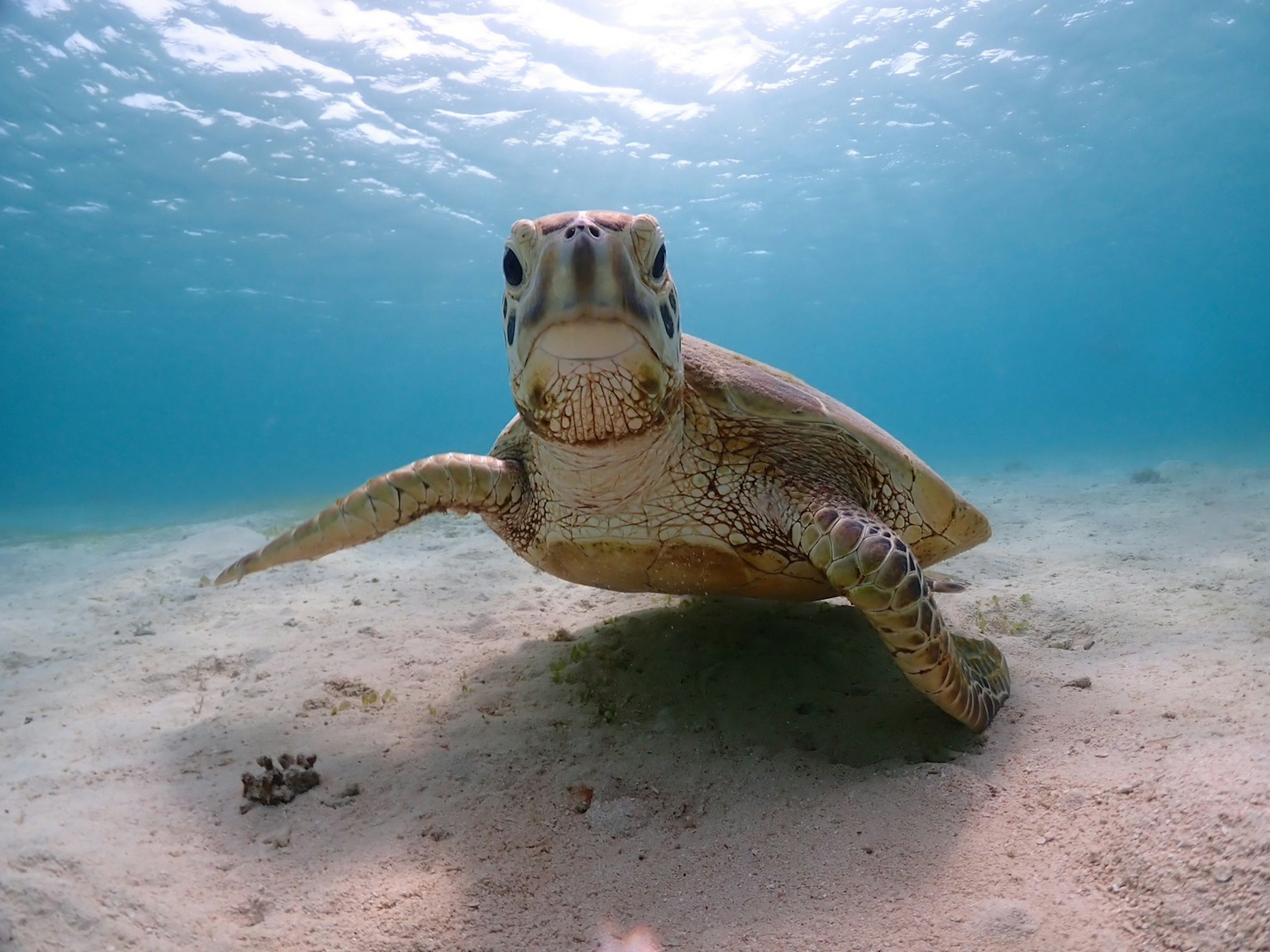 Primer plano de una tortuga marina nadando bajo el agua con fondo azul y arenoso