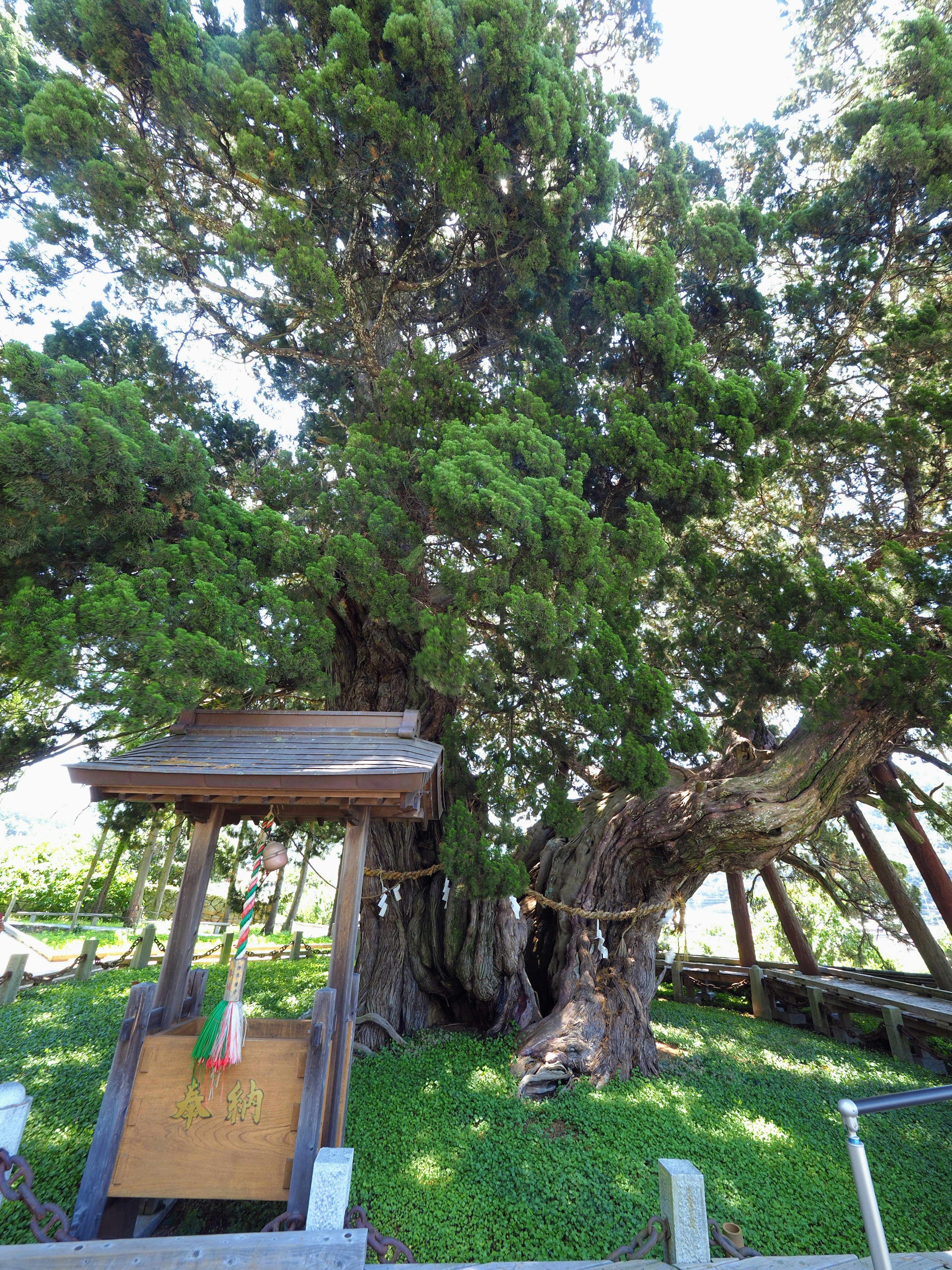 Grande albero antico con erba verde lussureggiante intorno