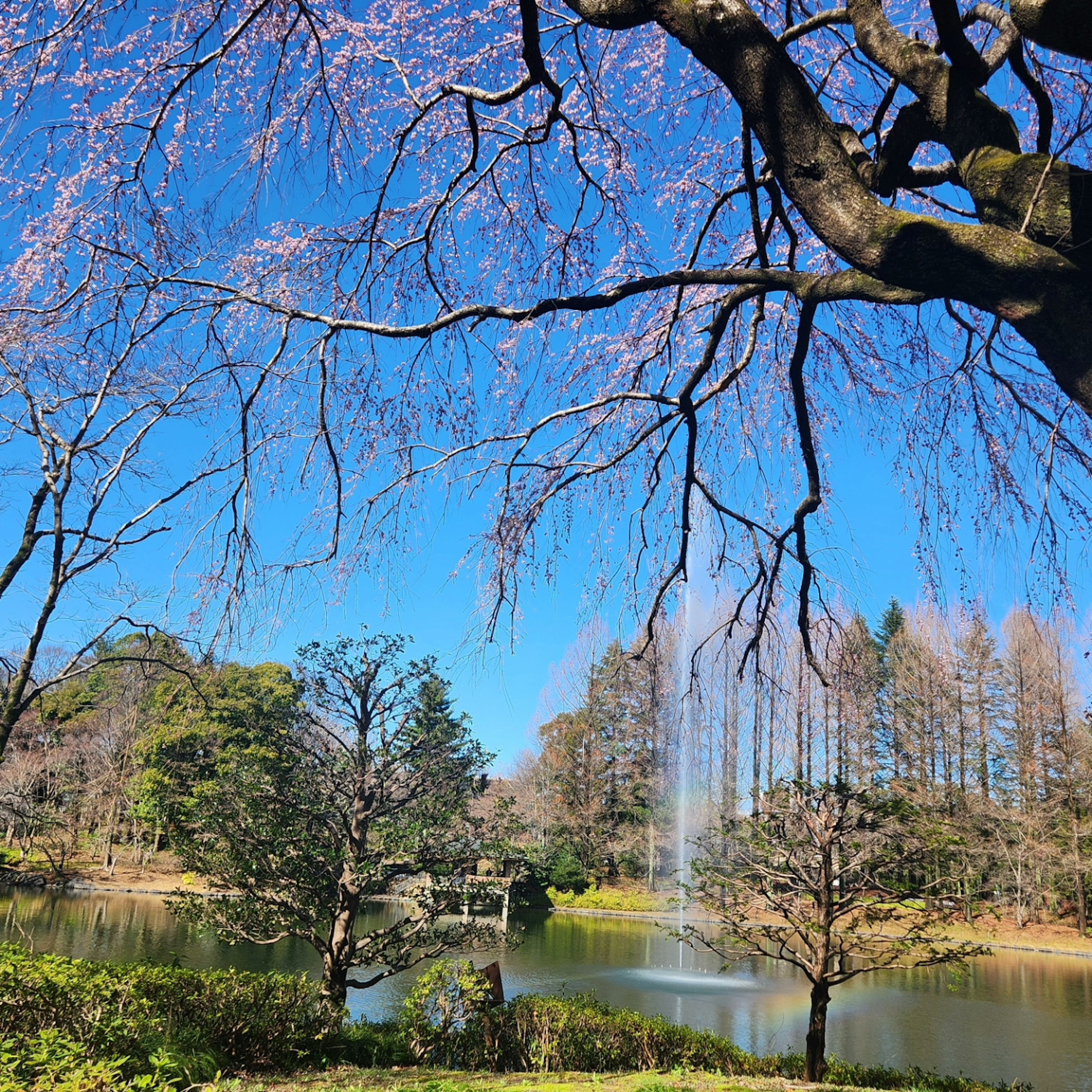 青空と桜の花が見える池の風景