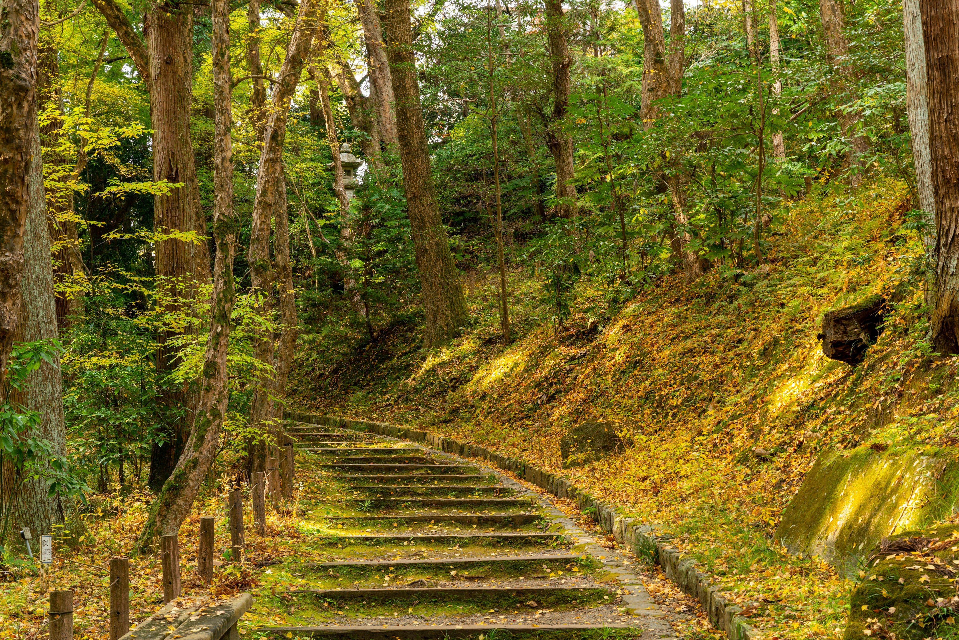 Curved path with wooden steps surrounded by lush green trees