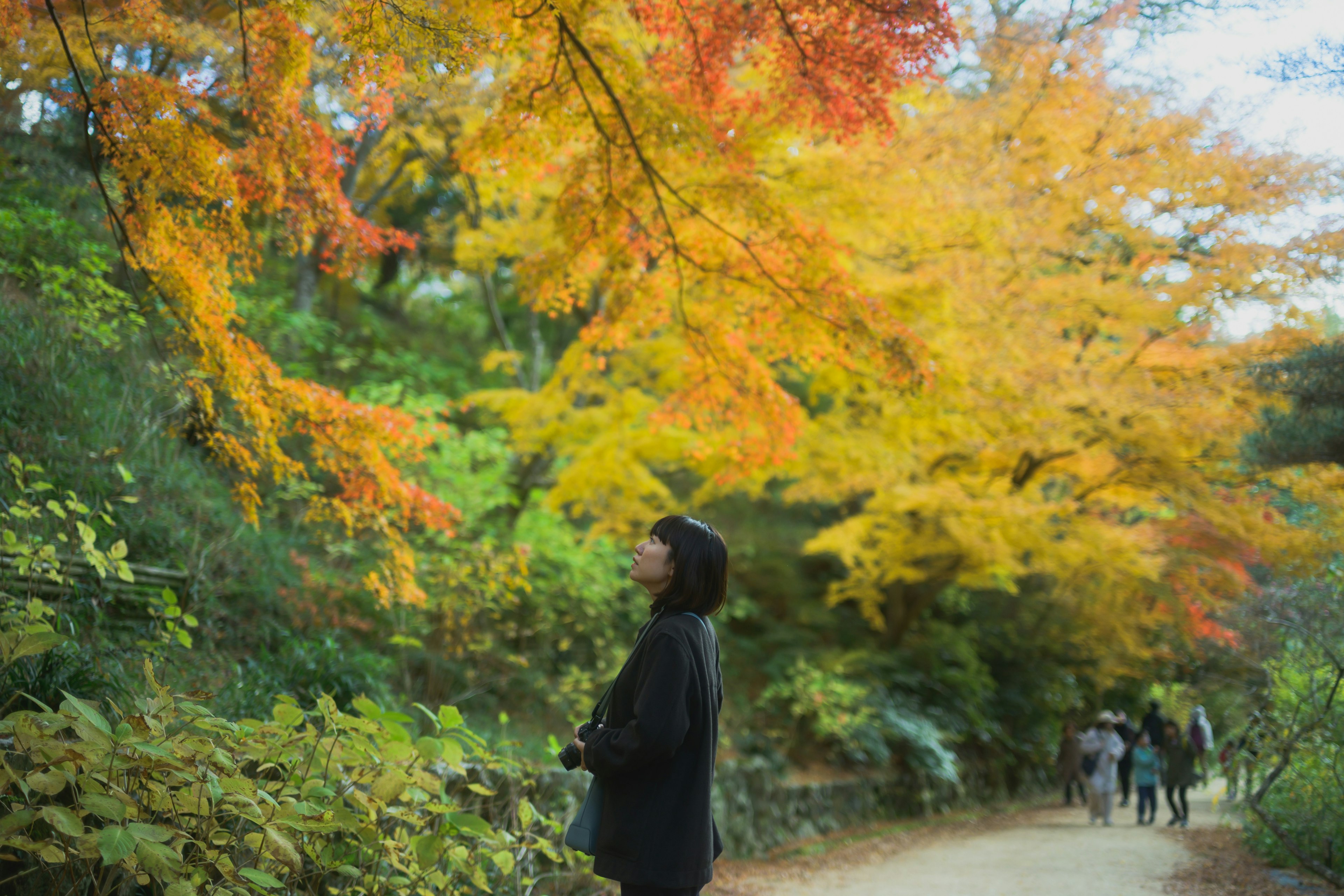 A person admiring vibrant autumn foliage along a walking path