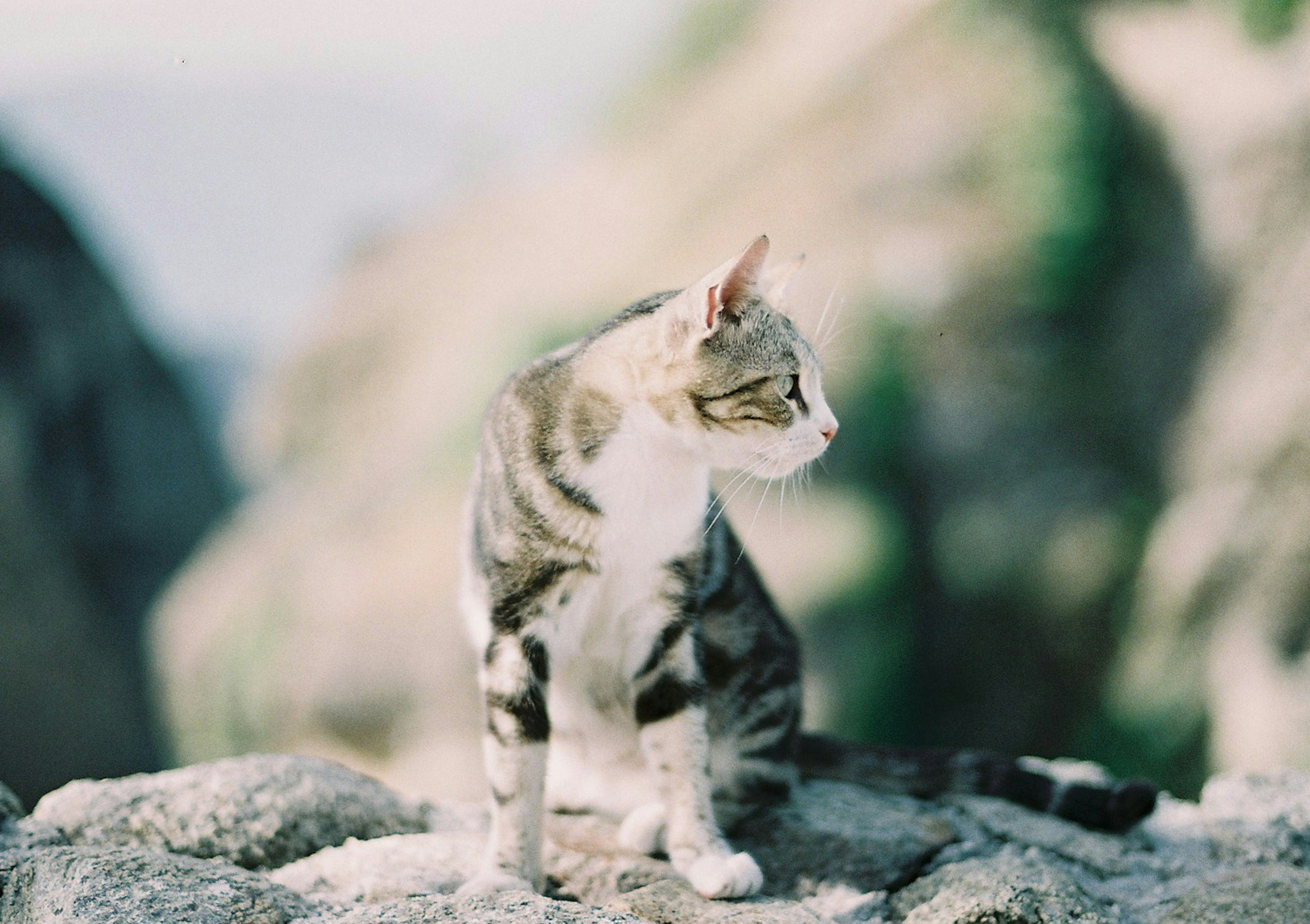 岩の上に座っている猫の横顔と柔らかい背景