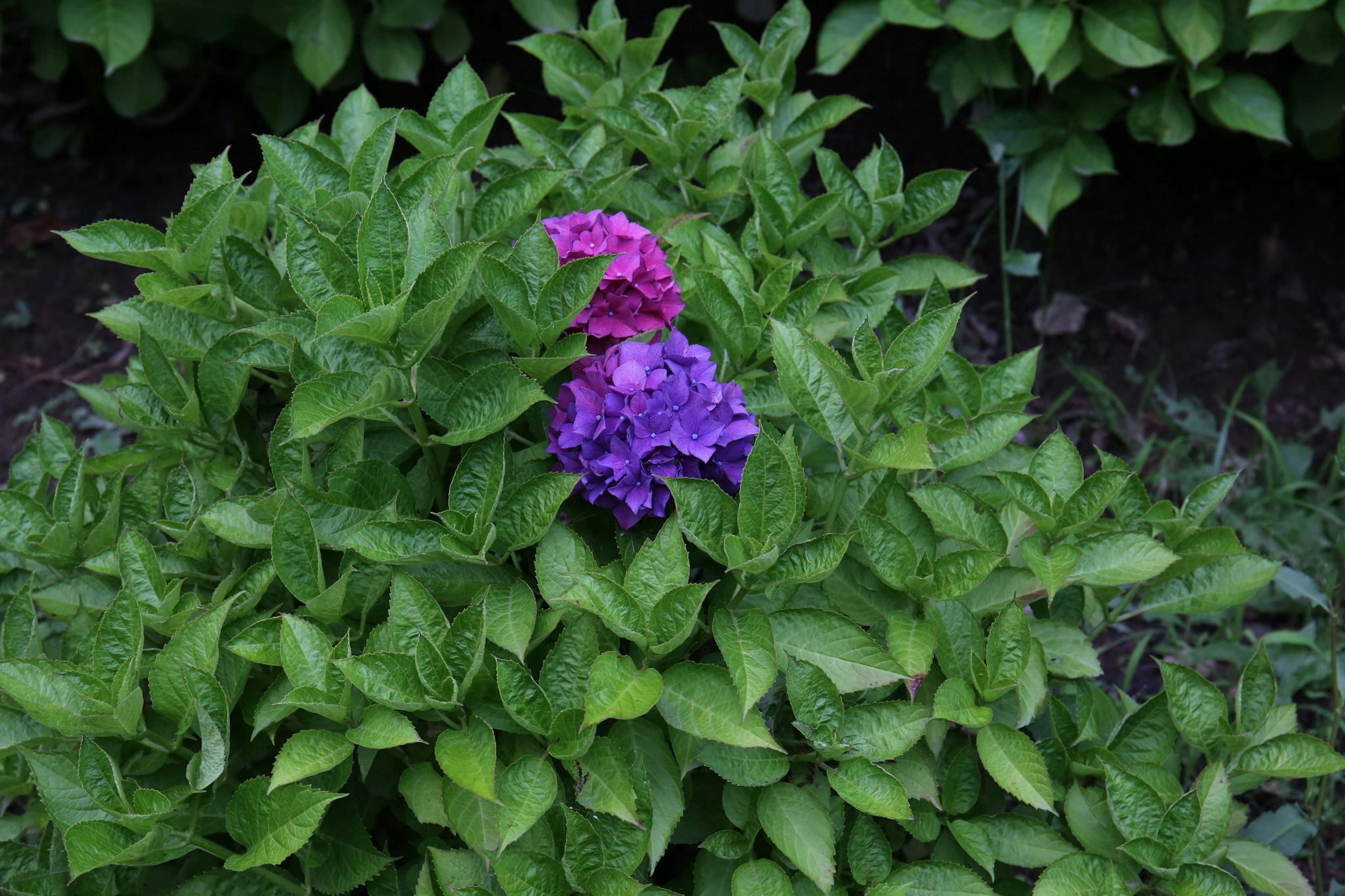 Plant with purple and pink flowers surrounded by green leaves