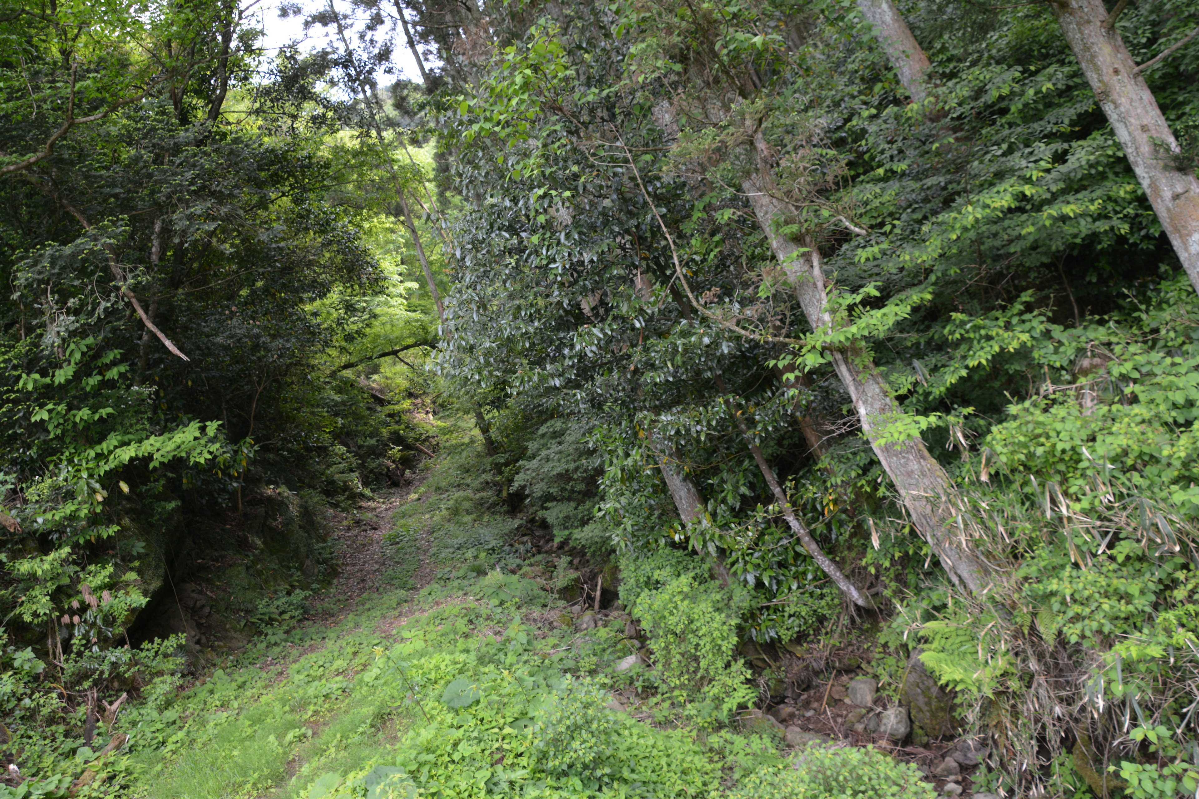 Image d'un sentier forestier verdoyant