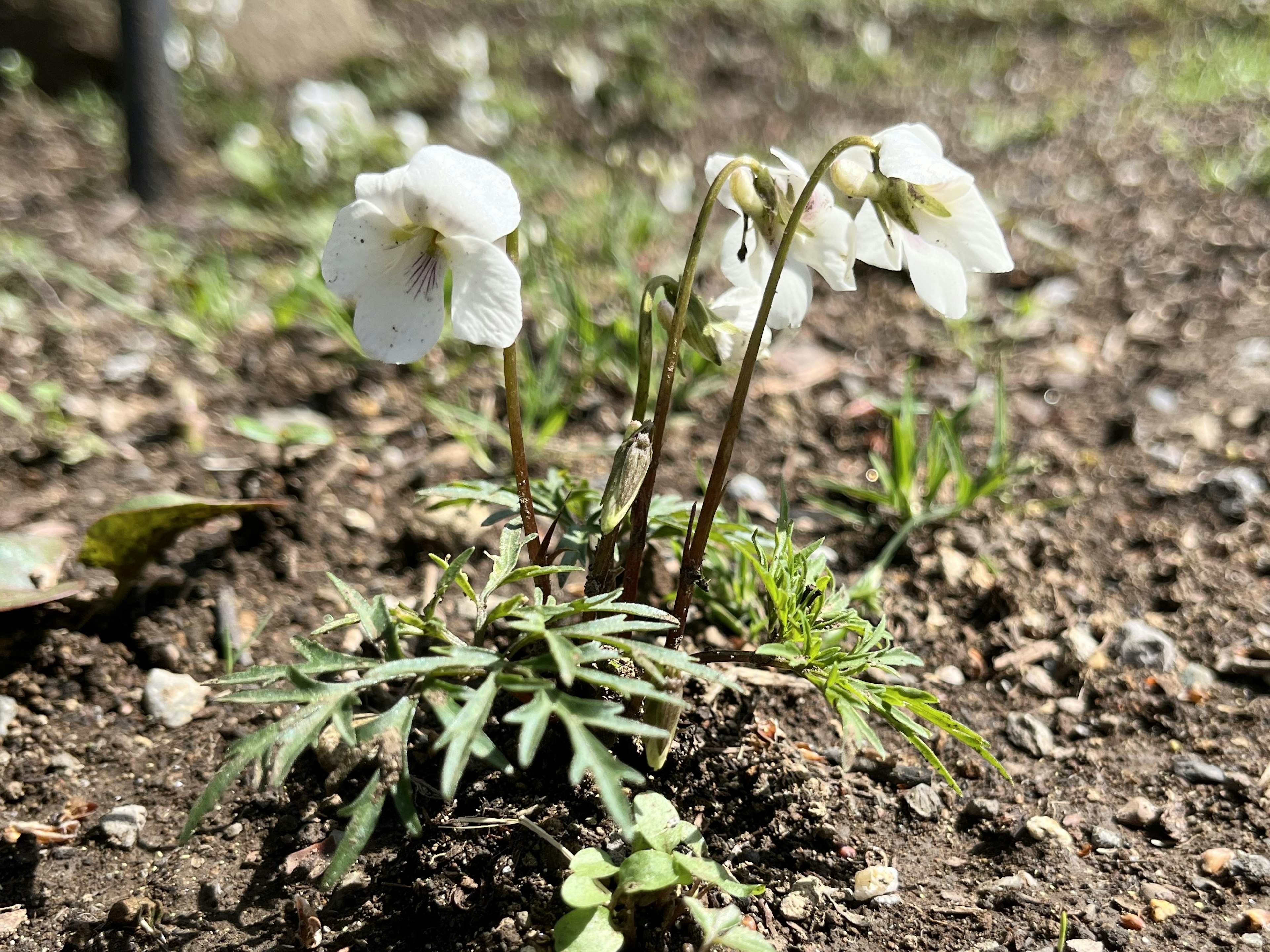 Kleine Pflanze mit weißen Blumen, die am Boden wächst